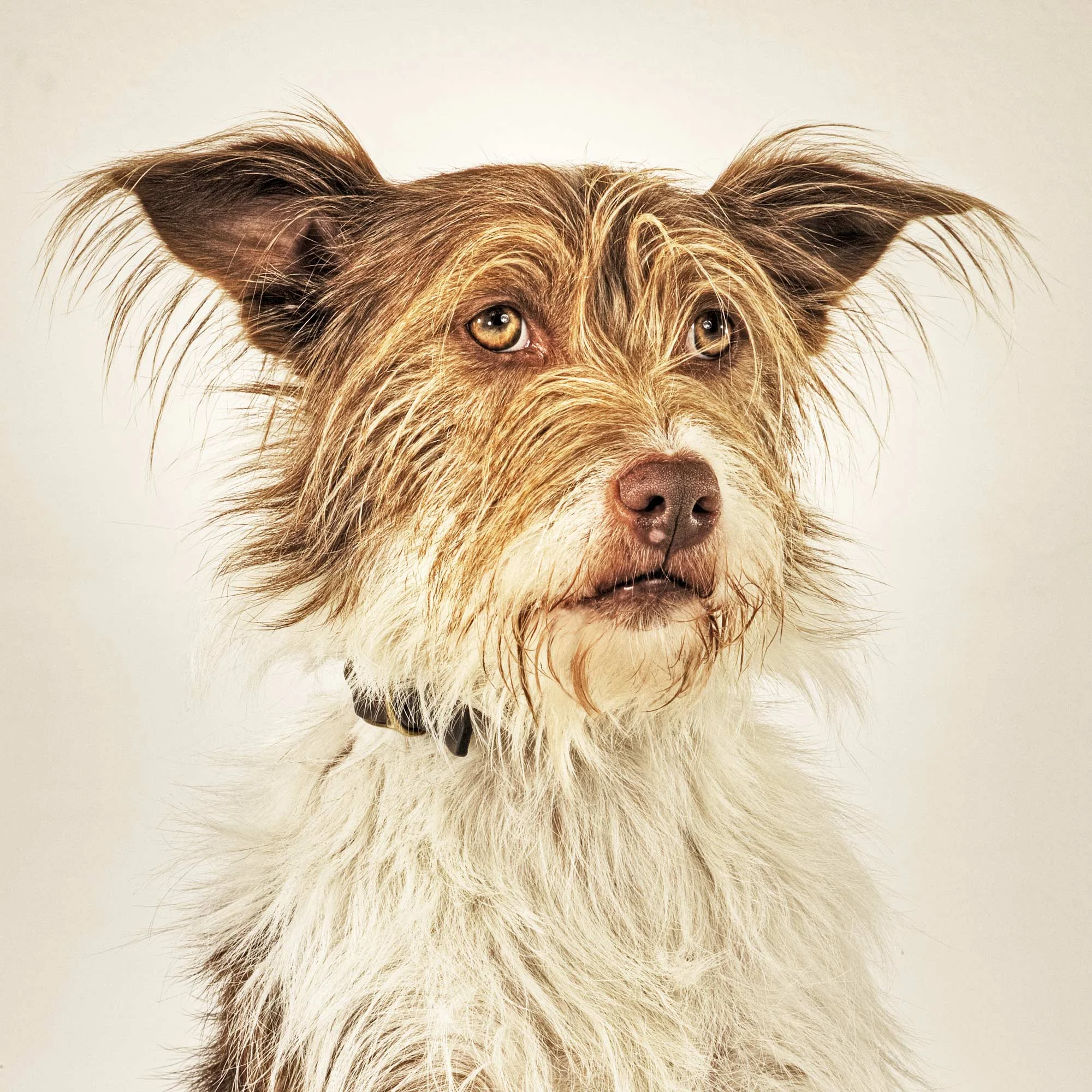 Dog Portrait by Steve Hoskins