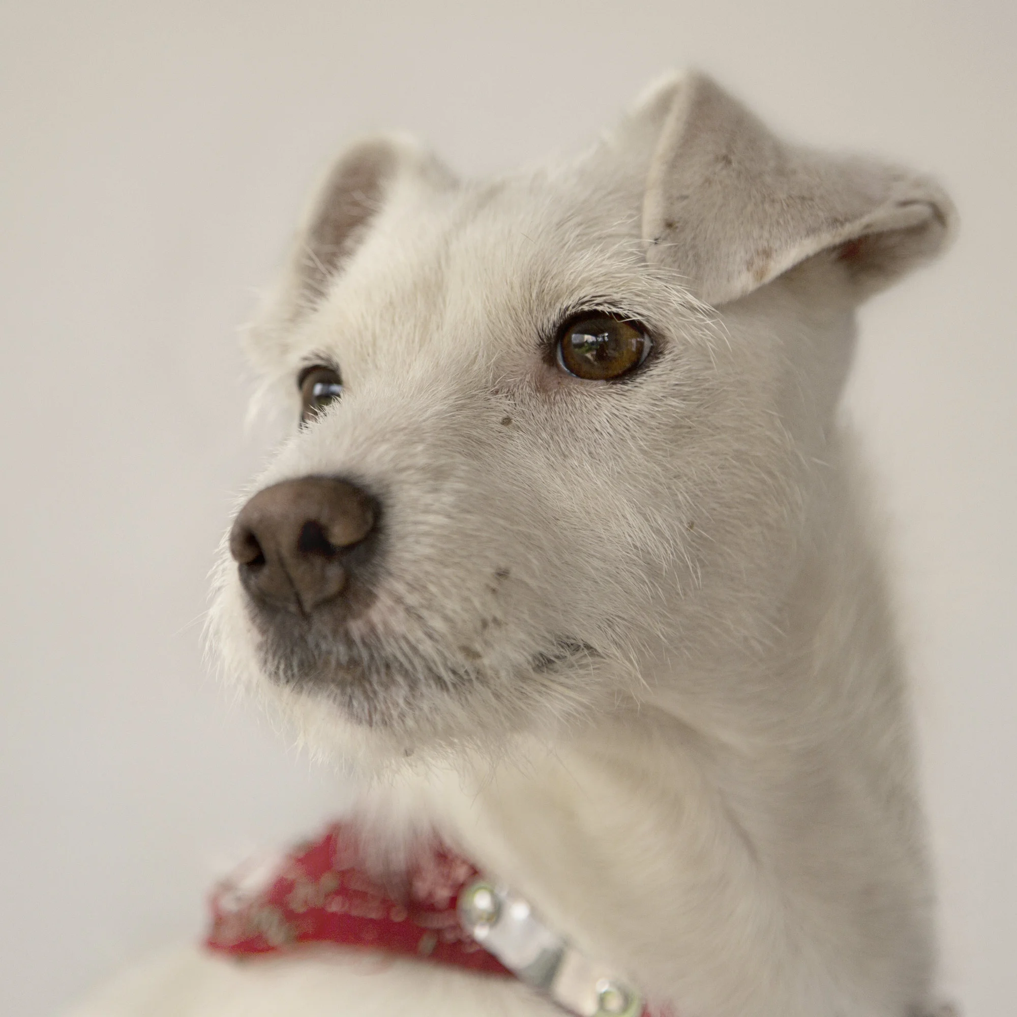 Dog photography