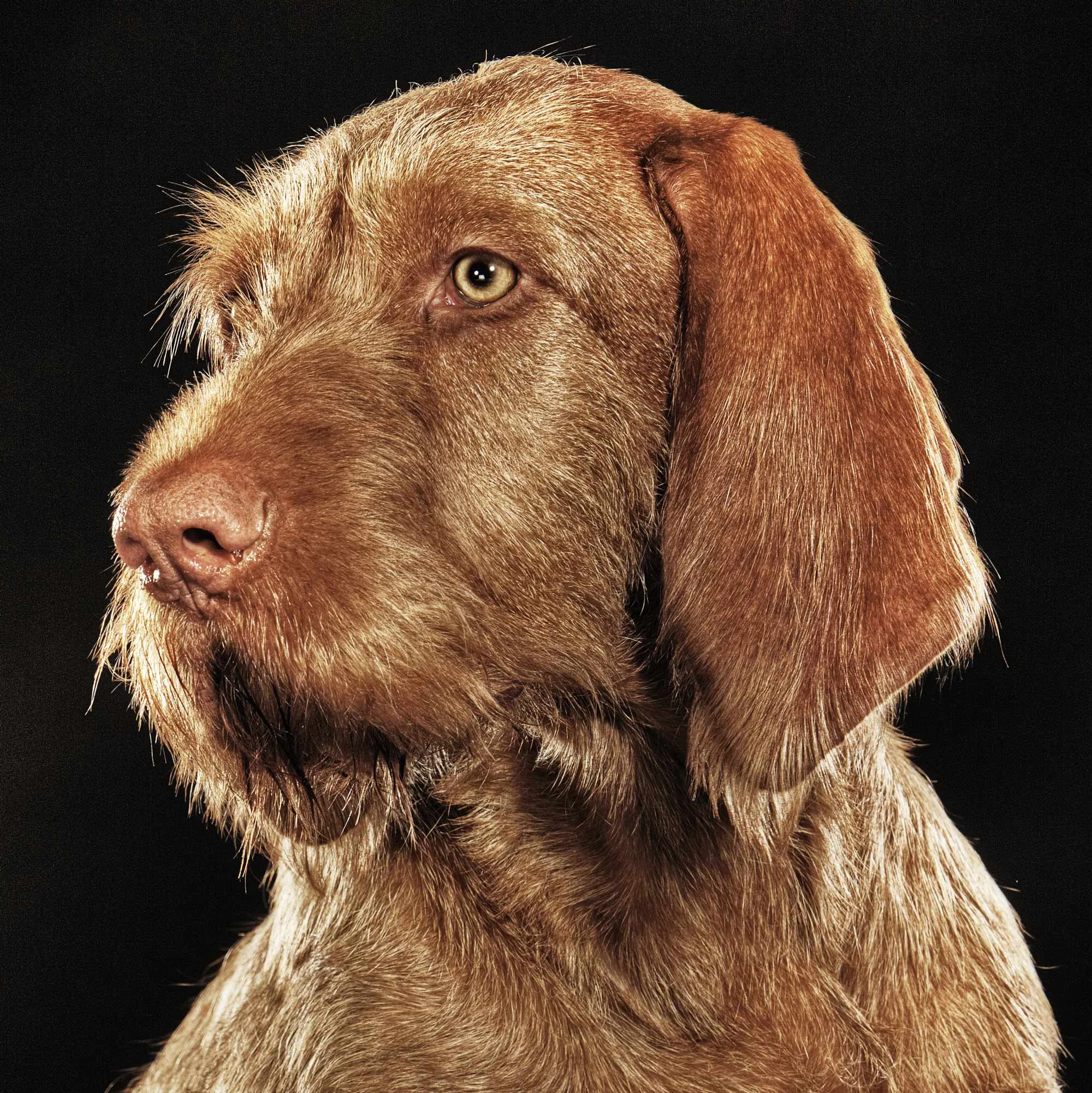 Close up of a dog