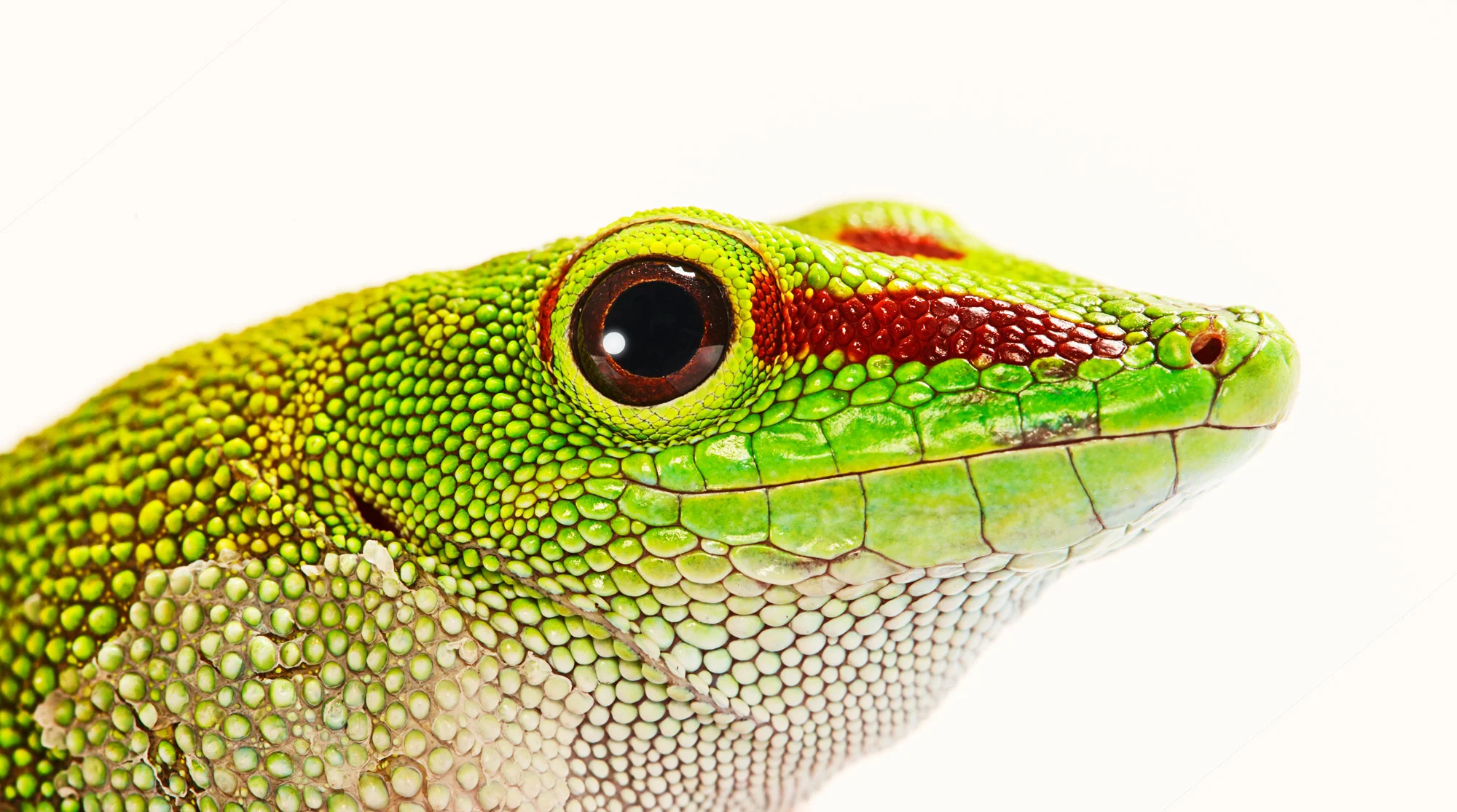 Lizard2_SJH9397.jpg