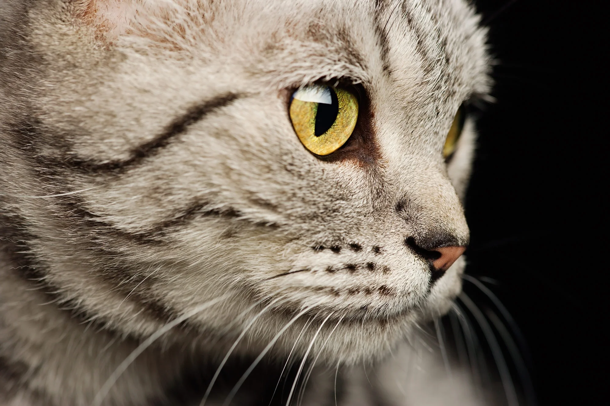 SILVER_TABBY_M5T4521_RGB.jpg