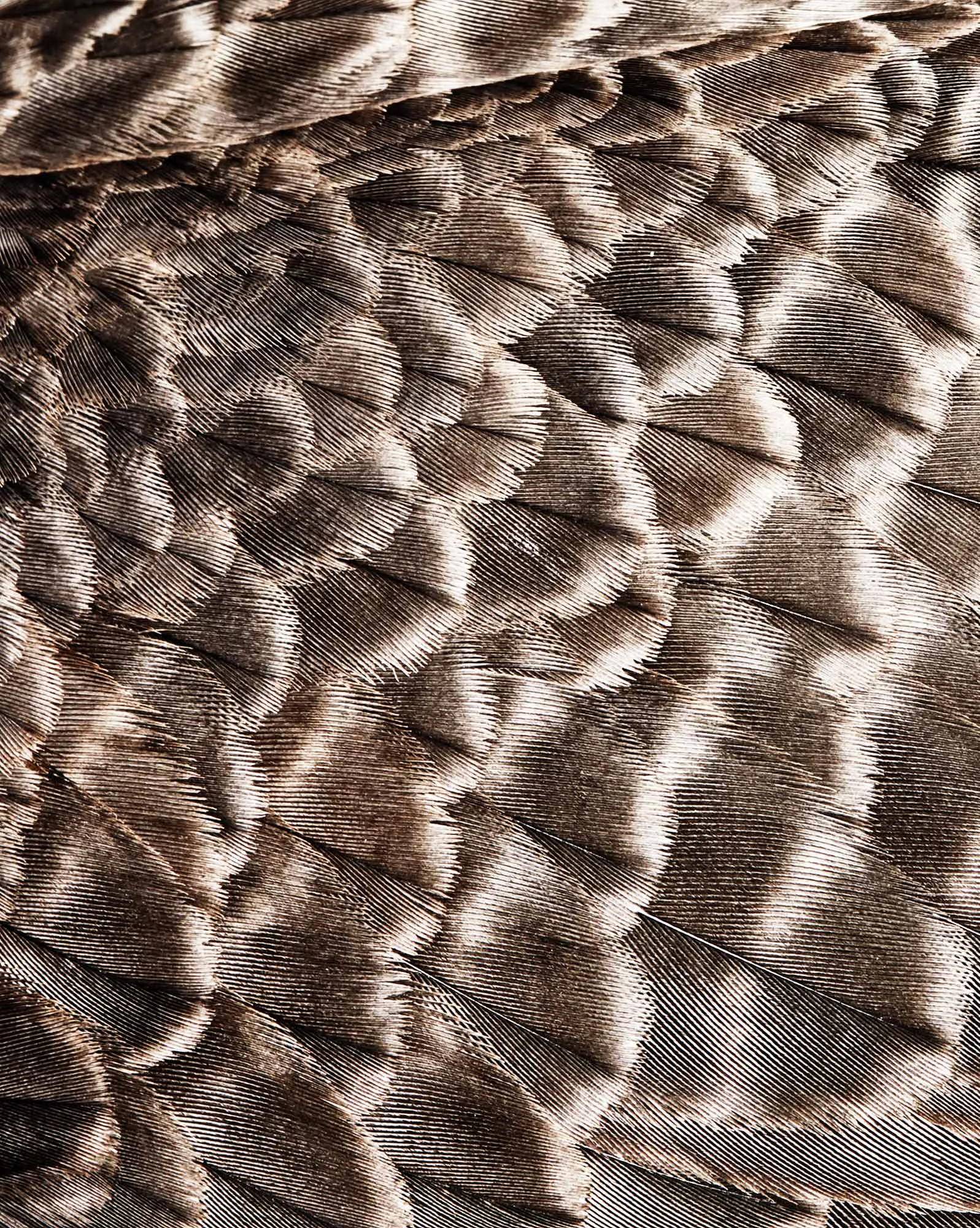 CROP_LANNER_FALCON_SJH6772.jpg