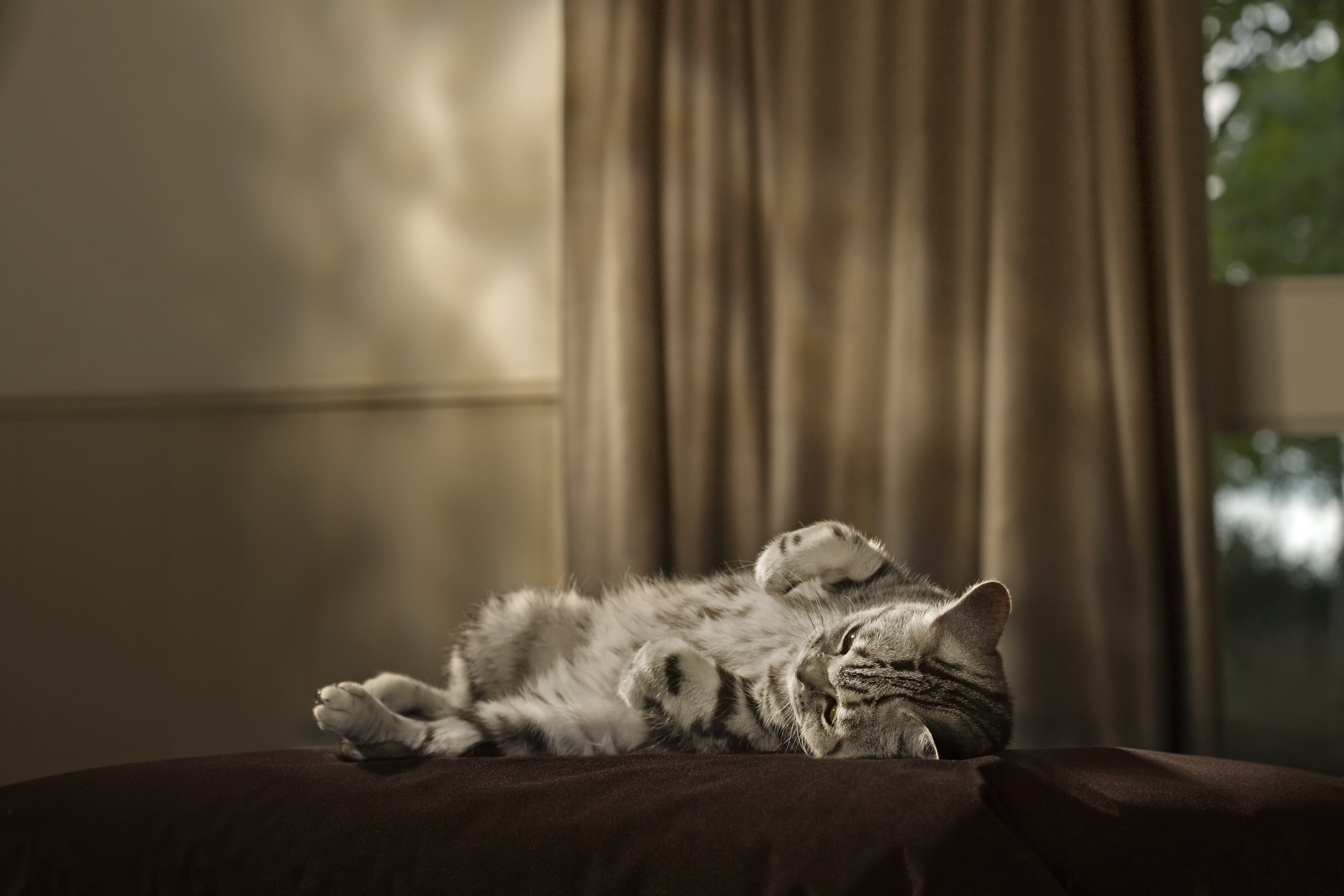 SILVER_TABBY_M5T4357_RGB.jpg