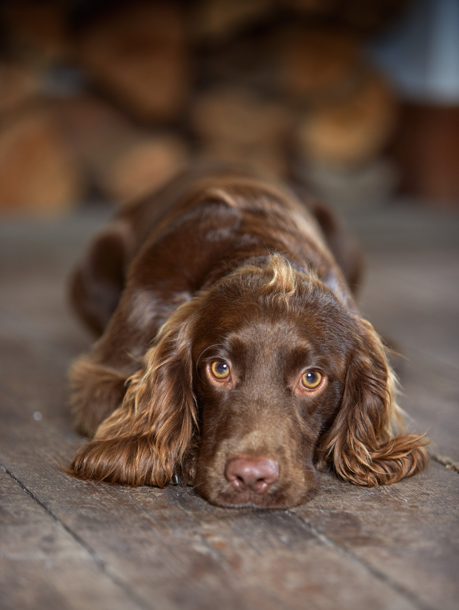 SPANIEL_ALD00051_04.jpg