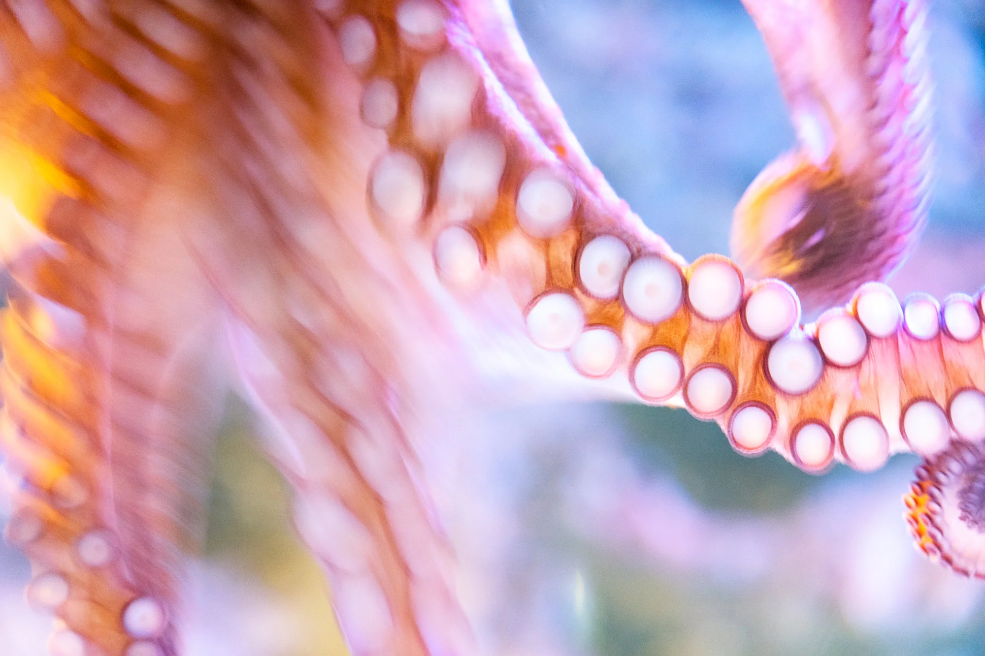 OCTOPUSv3-00136.jpg