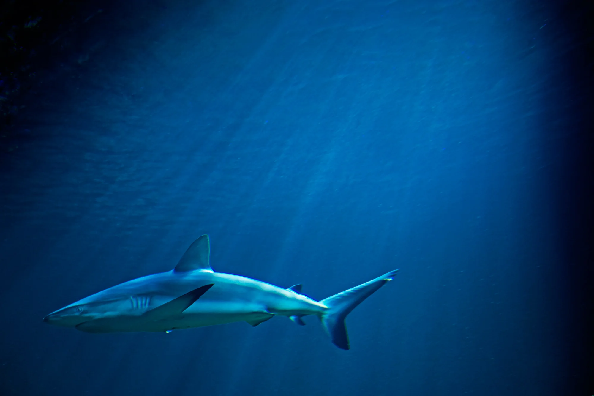 SHARK01085V2.jpg