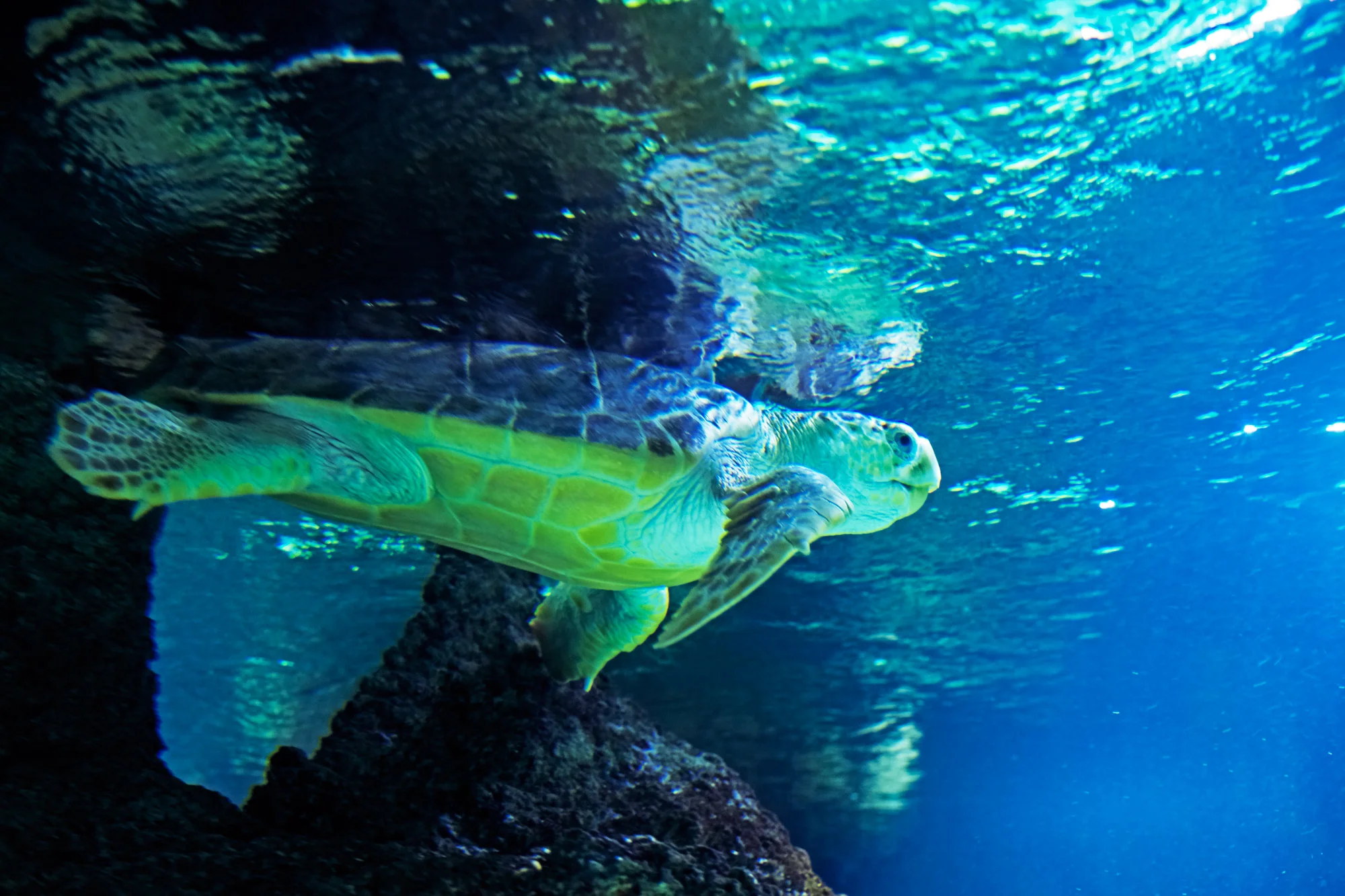 TURTLE_00382.jpg