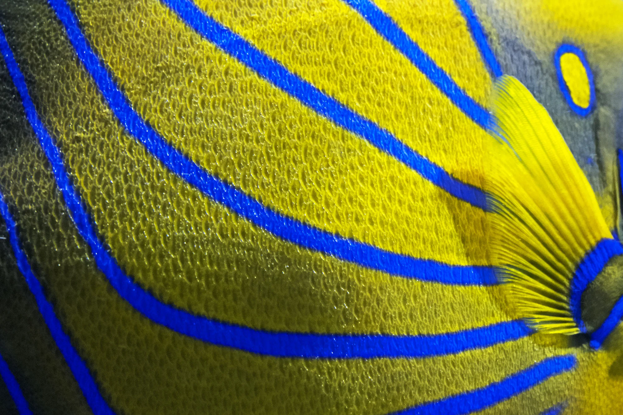 DETAIL_00996.jpg