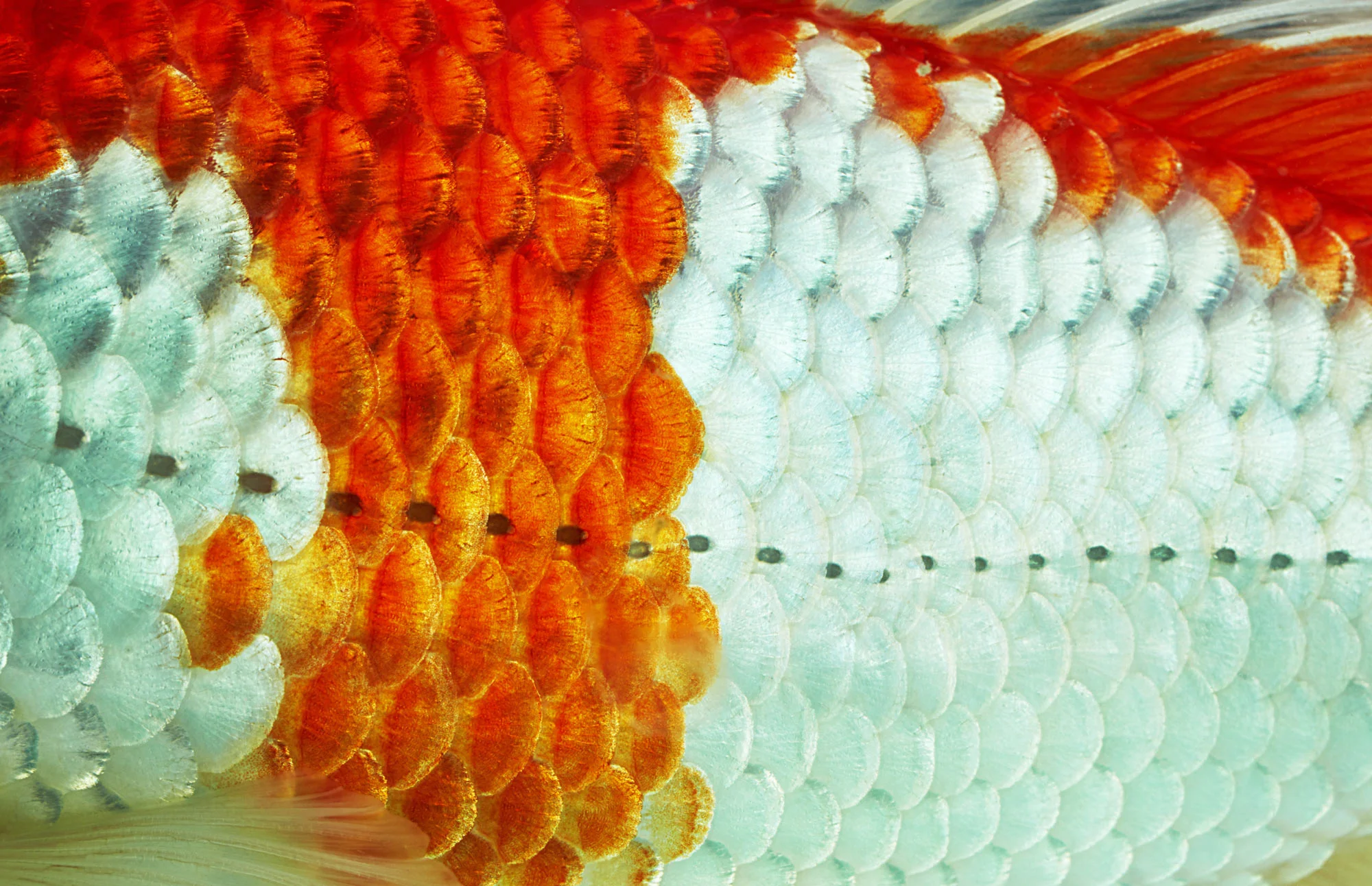 KOI_FLATA2_JH11283.jpg
