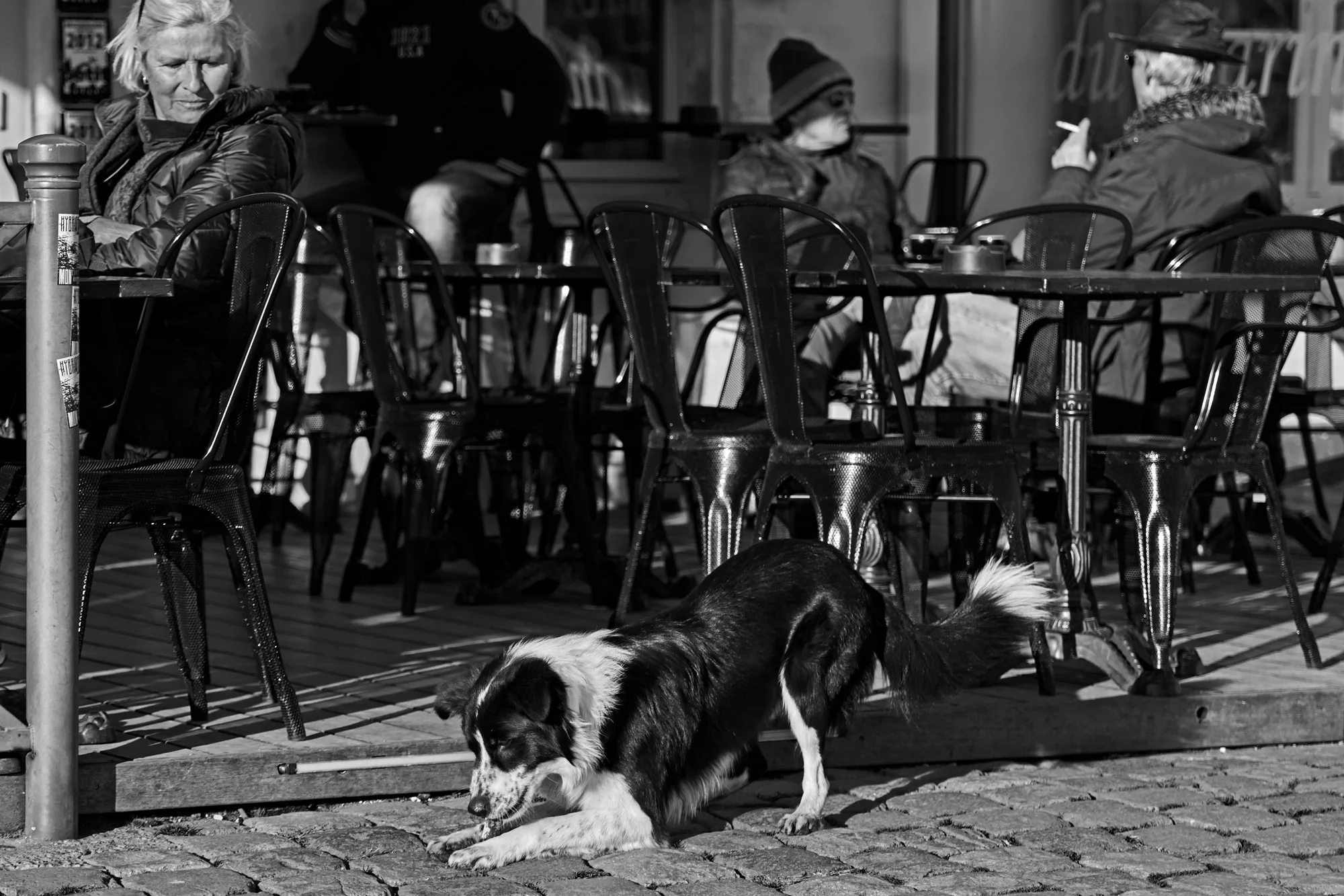 COLLIE_S1080479.jpg