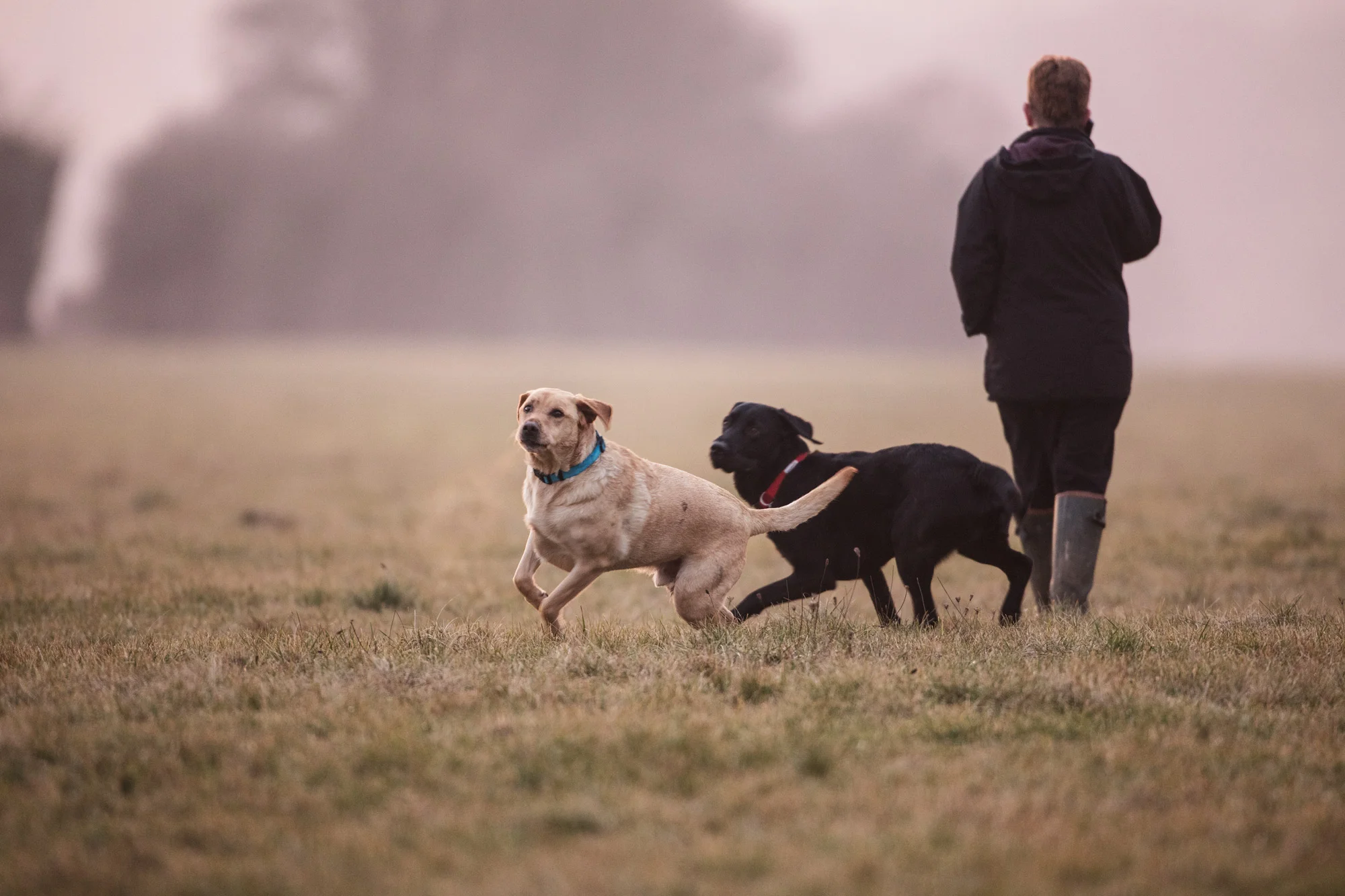 LABRADORS_SJH3904.jpg