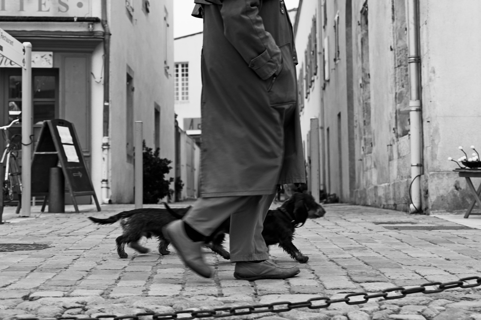 DACHSHUNDS_S1040906.jpg
