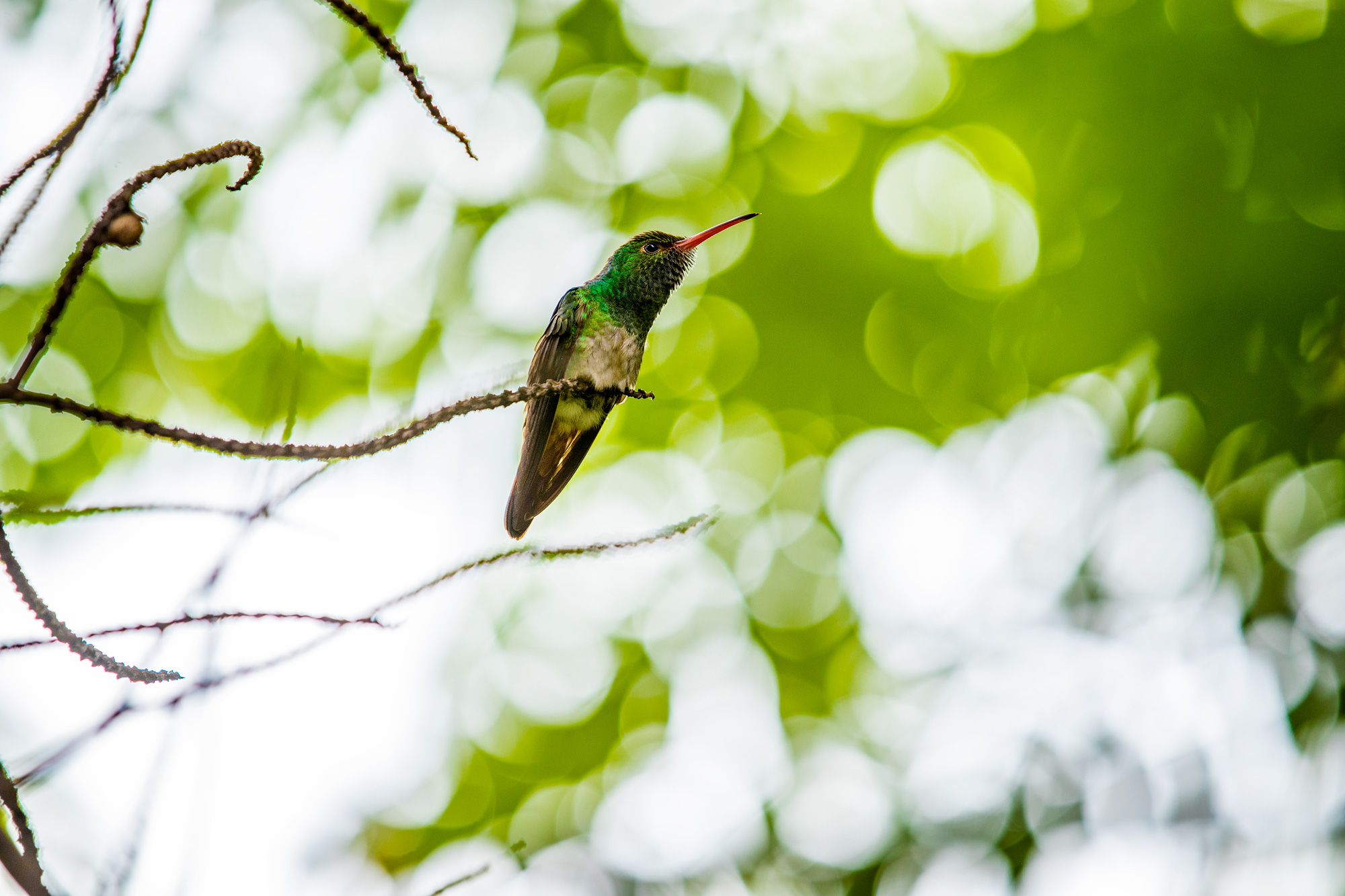 Costa_Rica_MISC_448.jpg