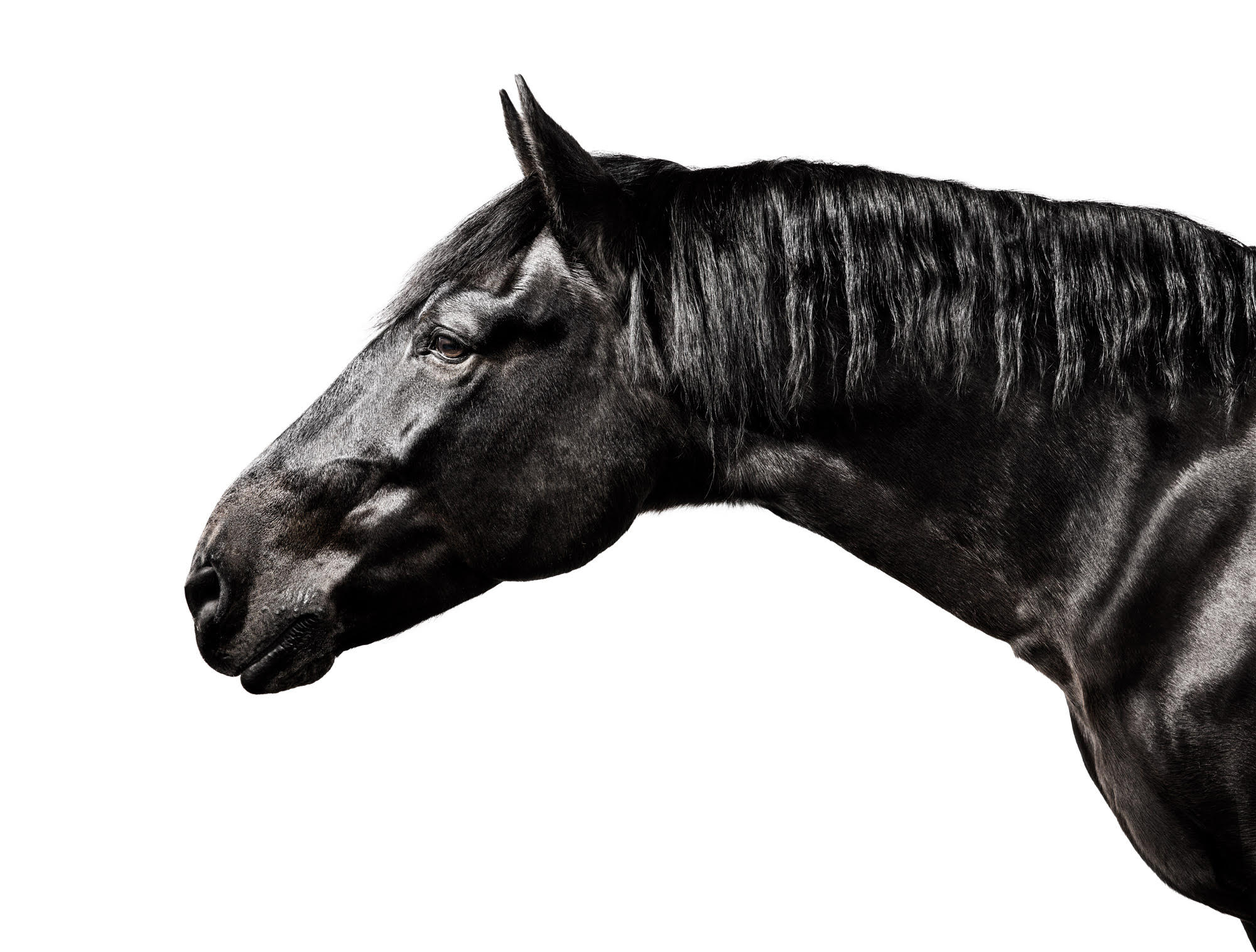 Black Horse 1.jpg