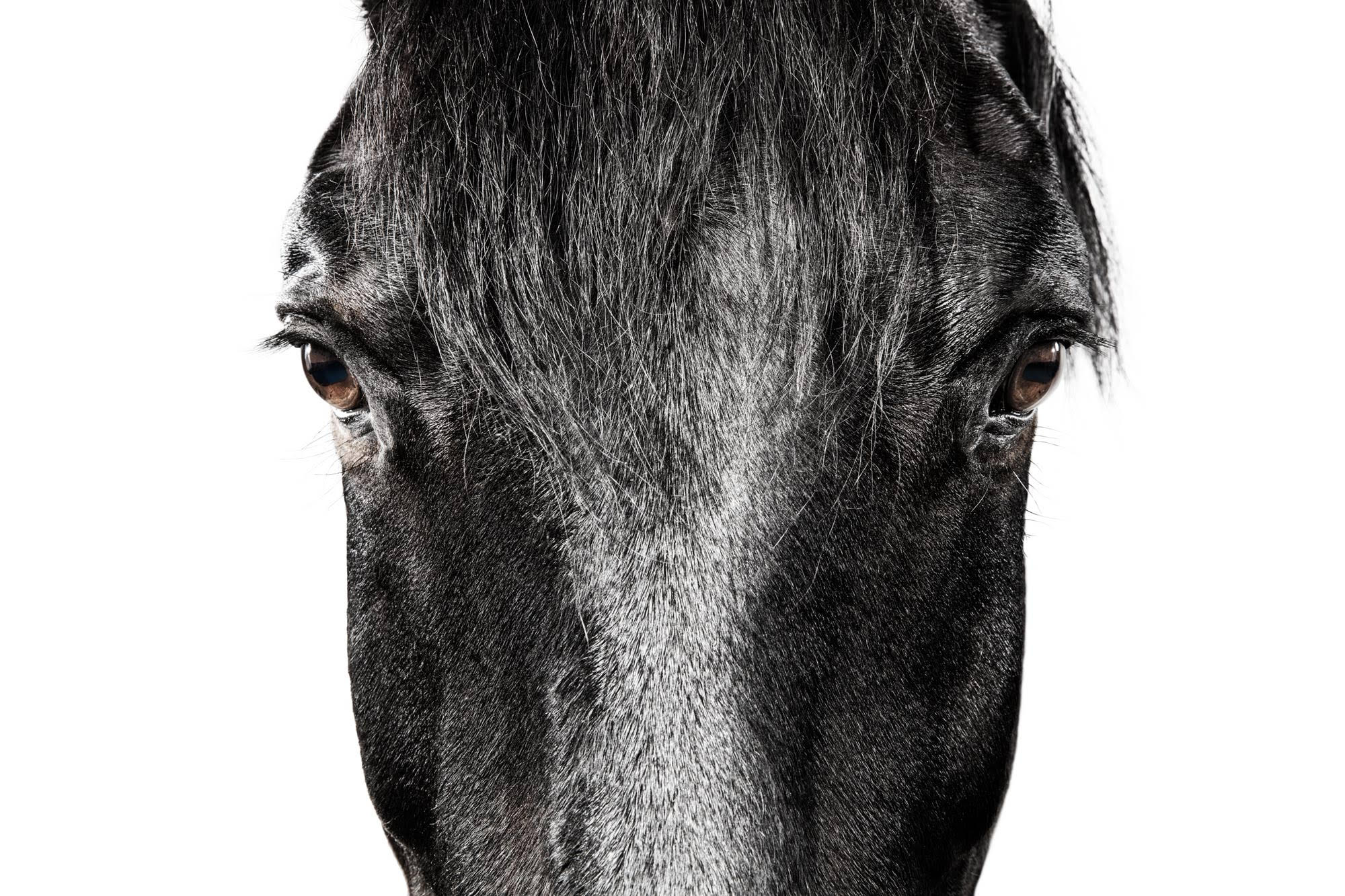 Black Horse 3.jpg