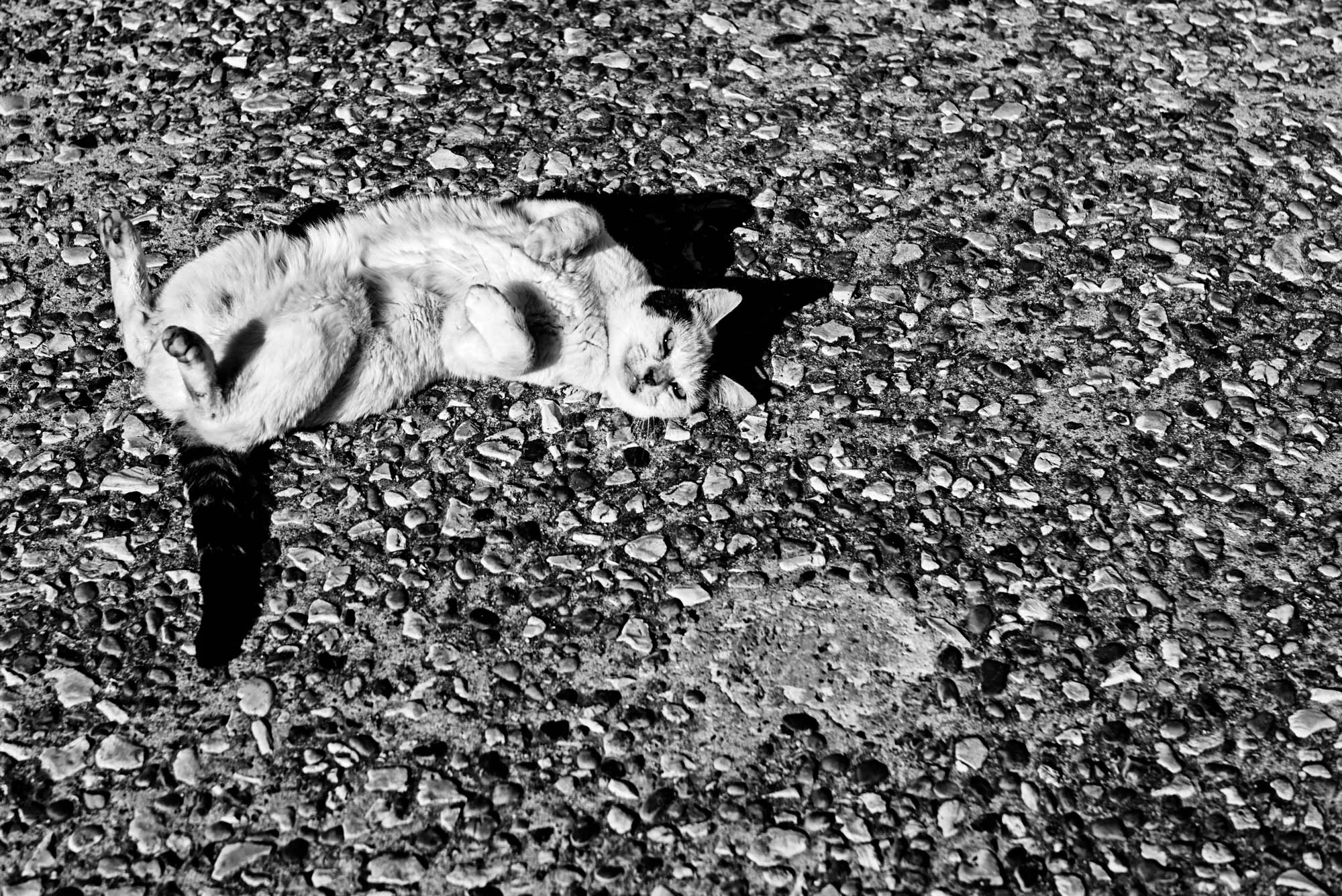 CAT_LSJH0852.jpg