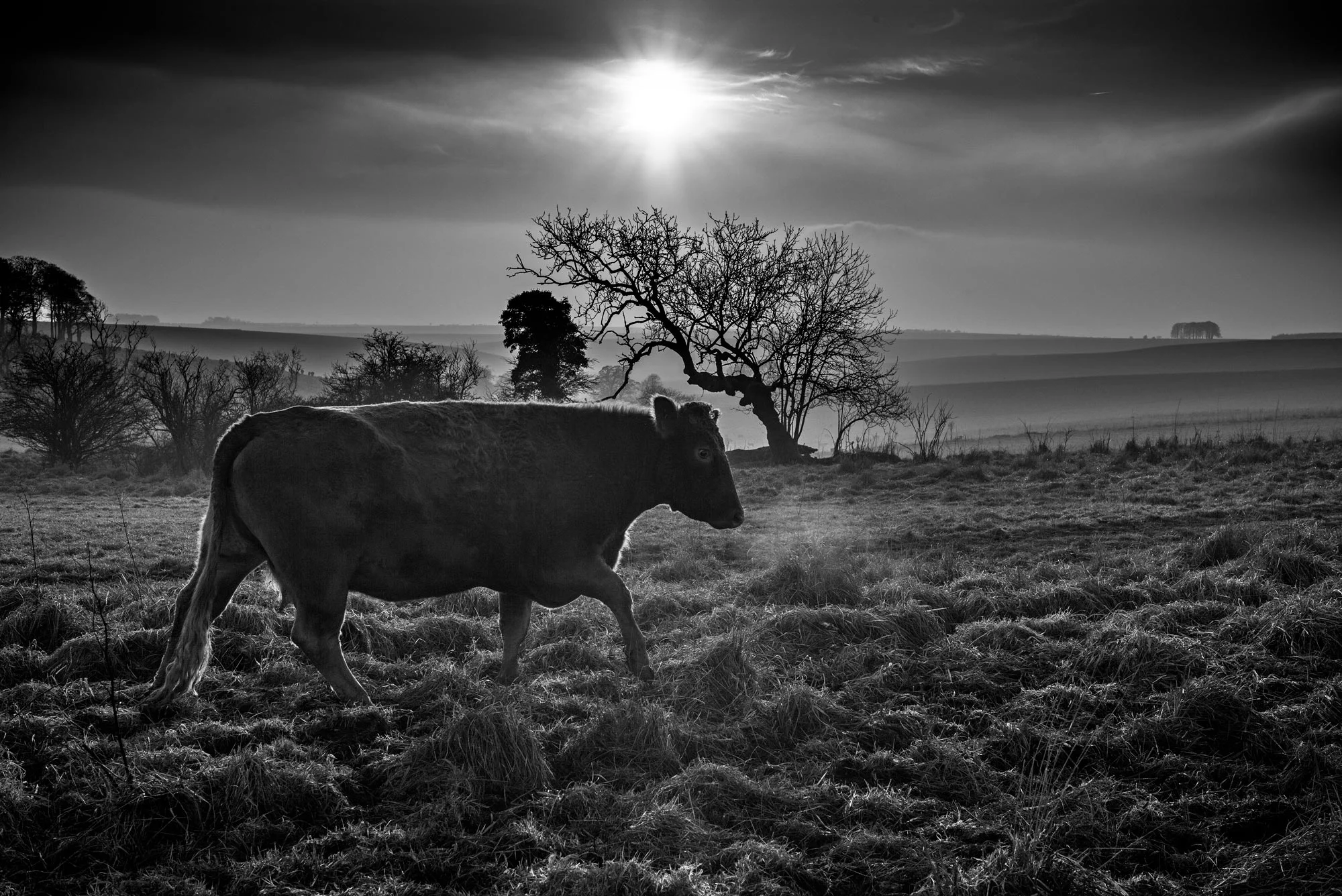 COW_MNCR_v2flat_LSJH0630-2.jpg