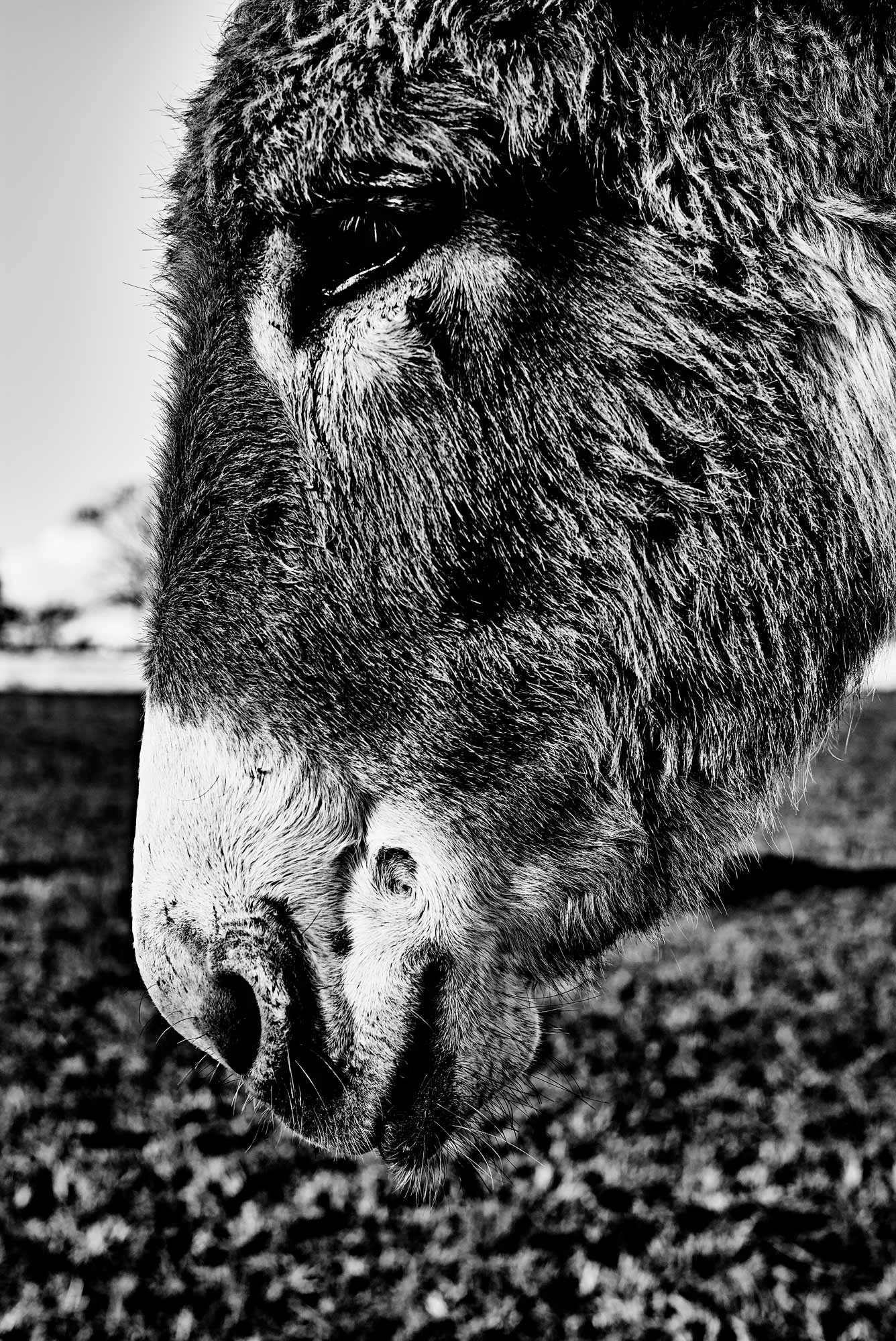 DONKEY_LSJH0956-1.jpg
