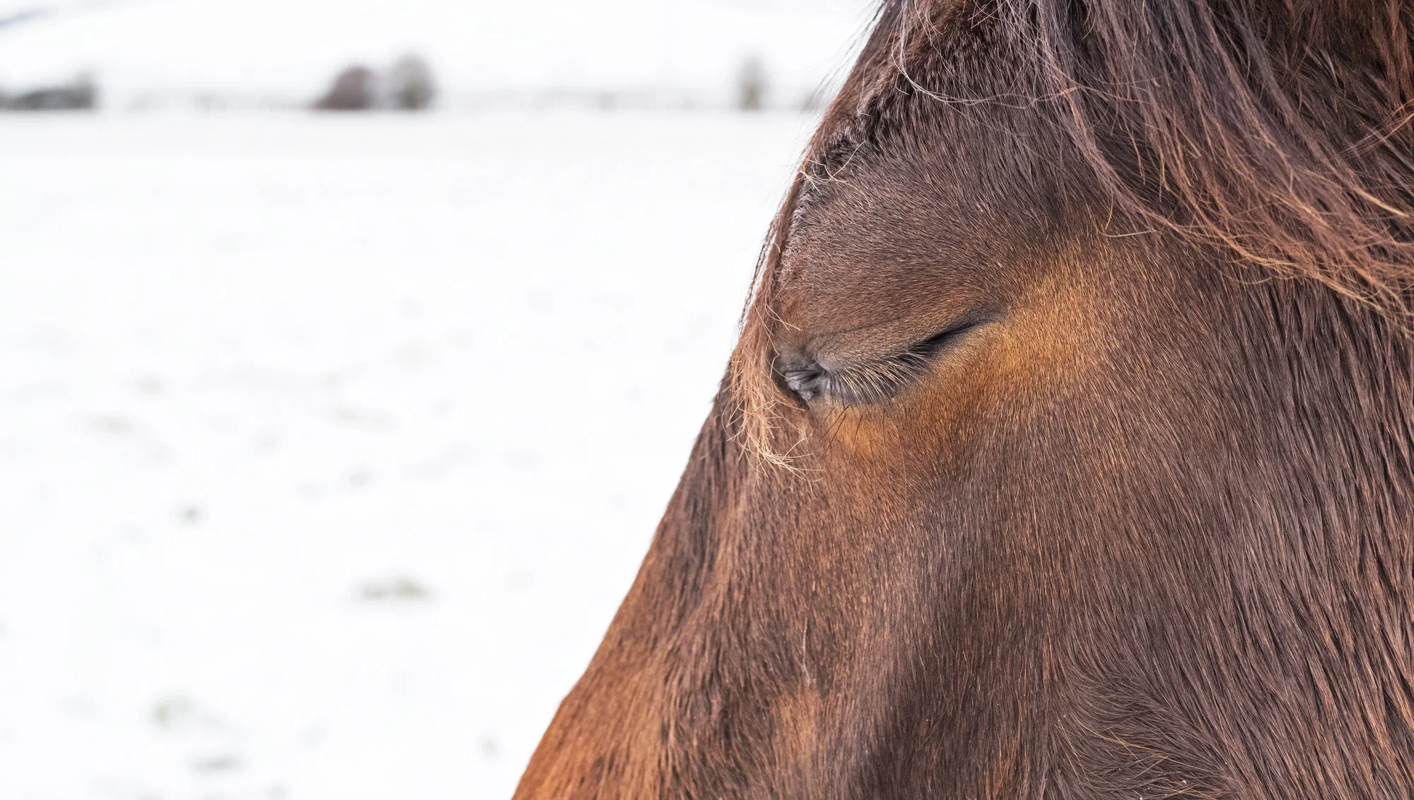 SJHL5376HORSE_CROPflat.jpg