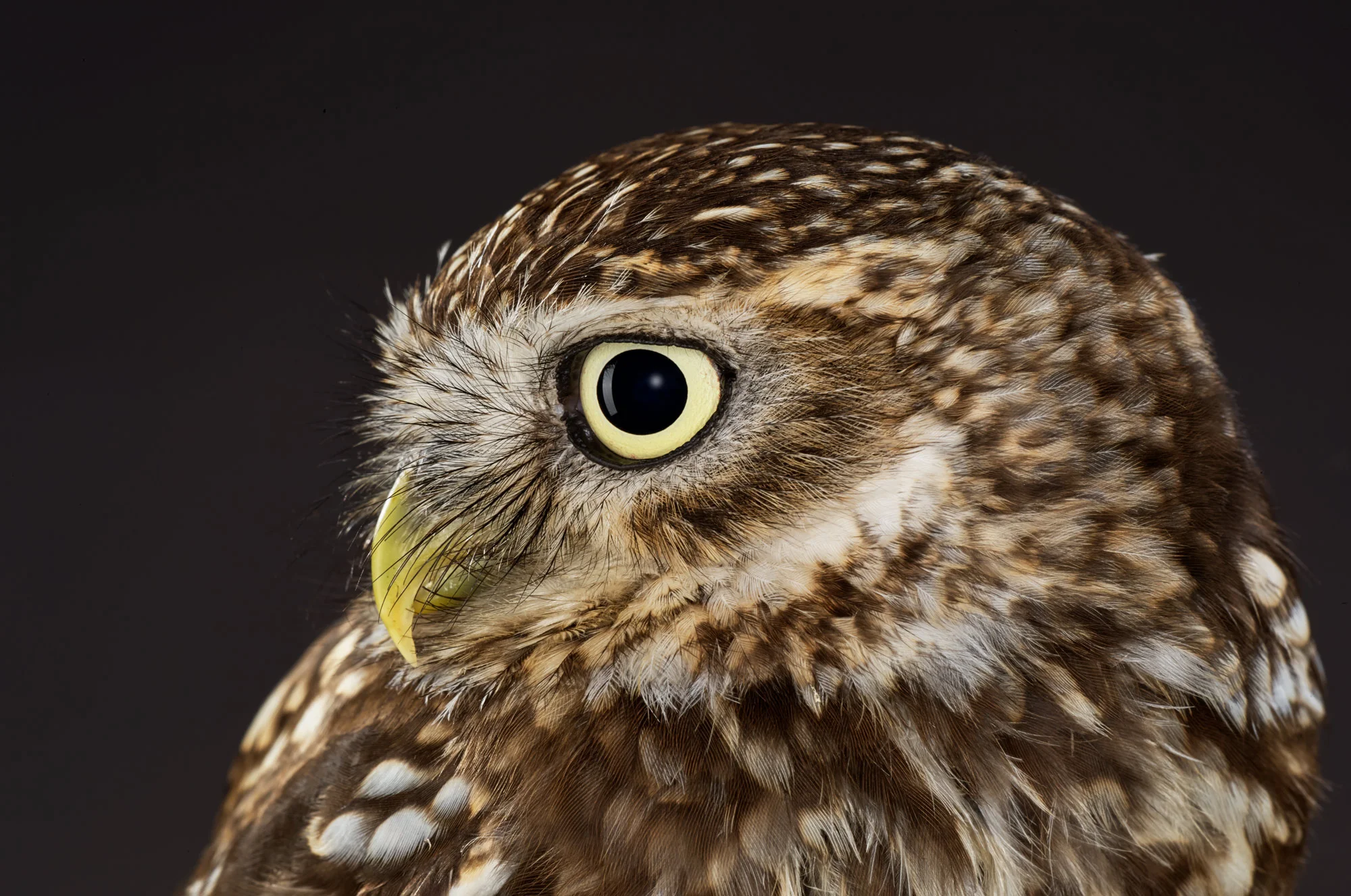 170609_LITTLEOwl.jpg