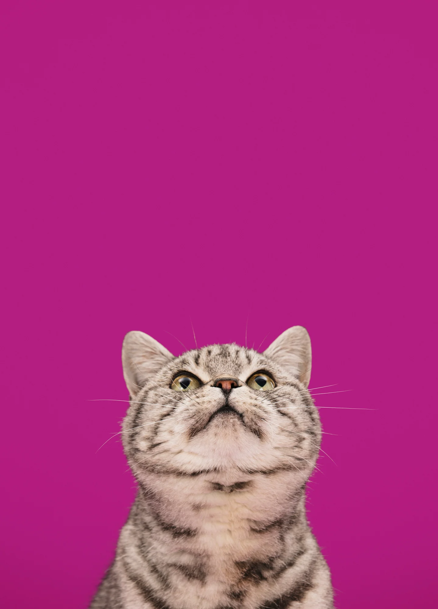 737248-1_Whiskas-Key-Visuals-only_v8-1.jpg