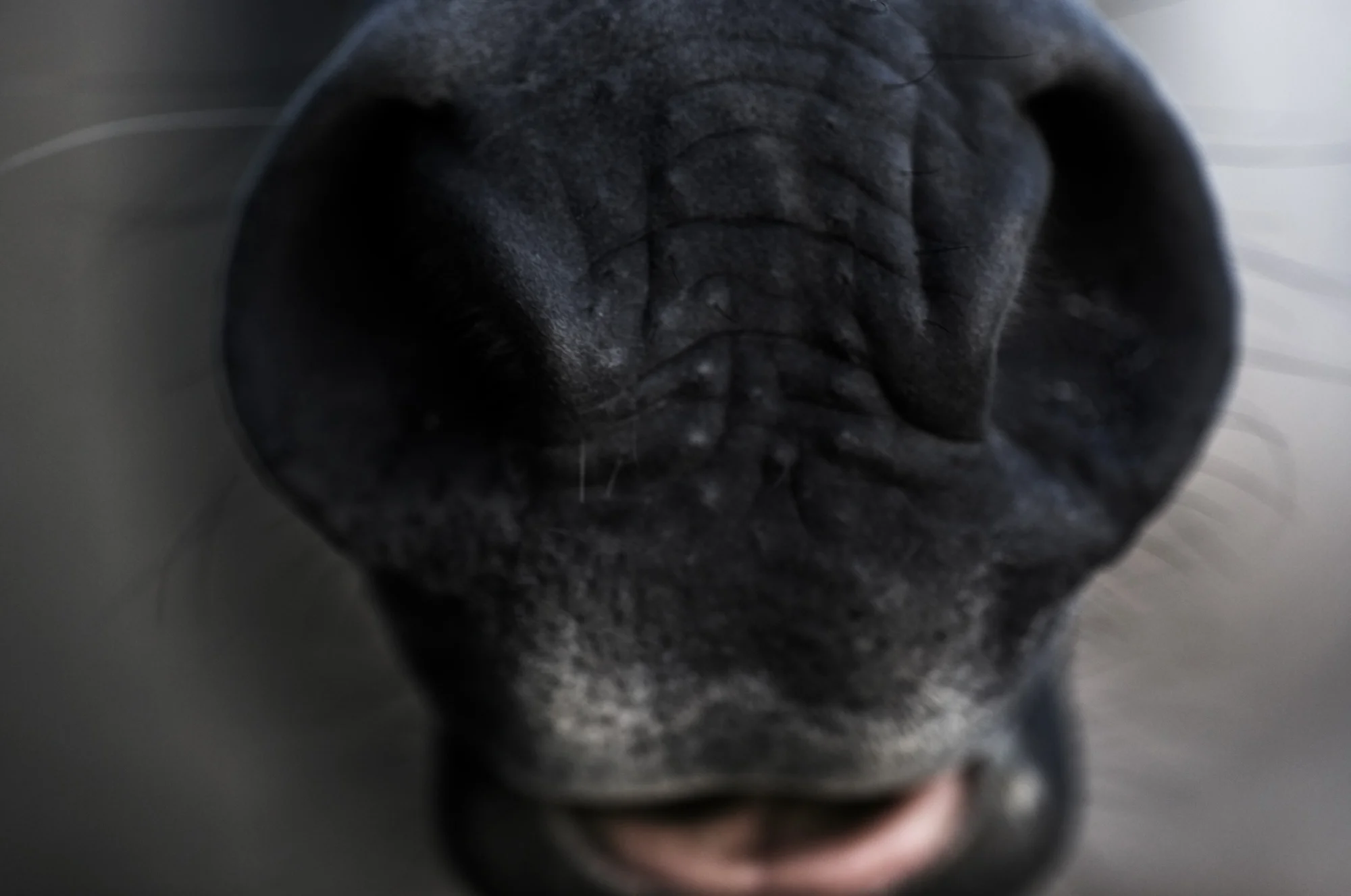 SJHL6822Nose_Flat.jpg