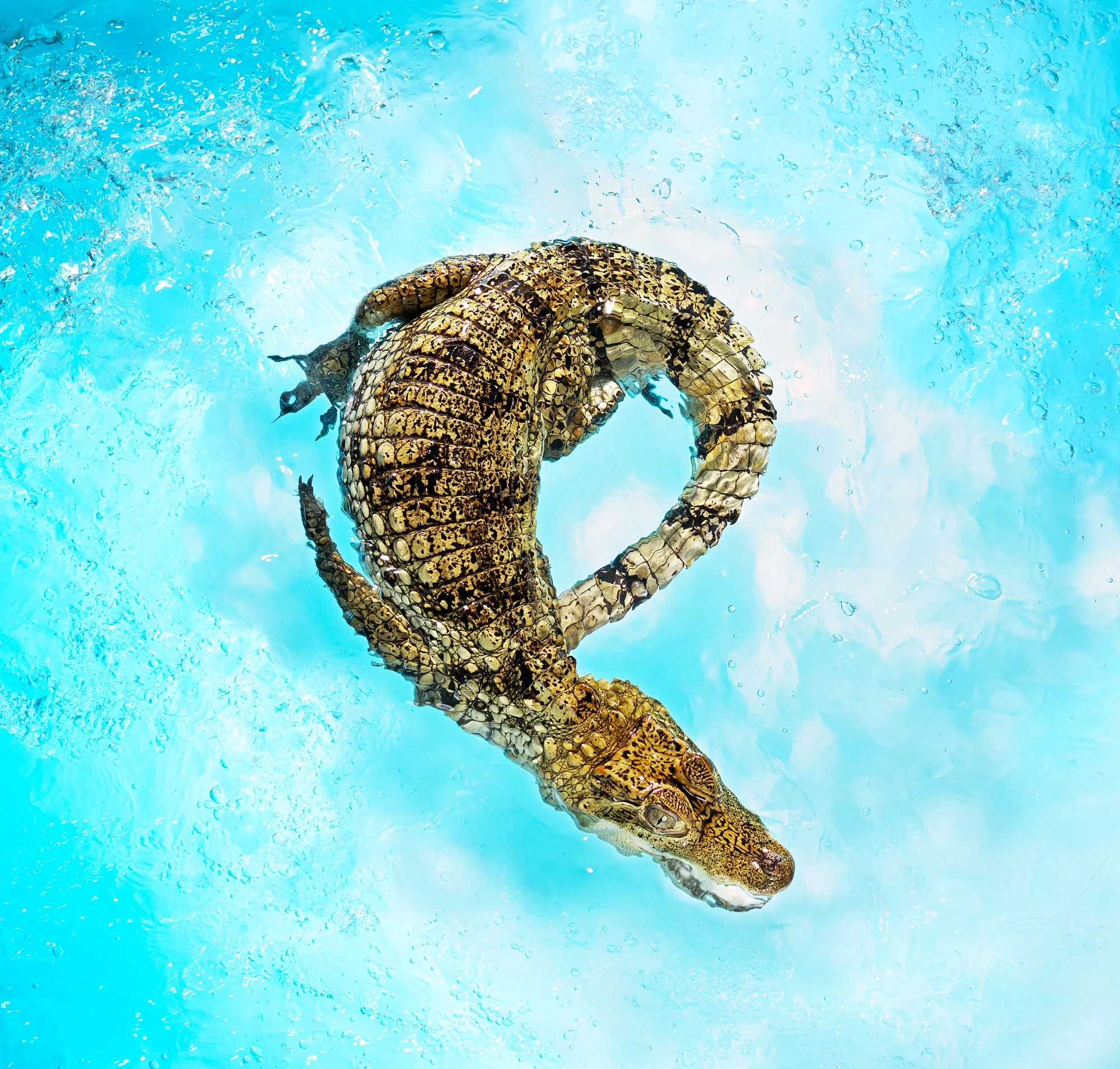 180411CAIMAN-278Flat2.jpg