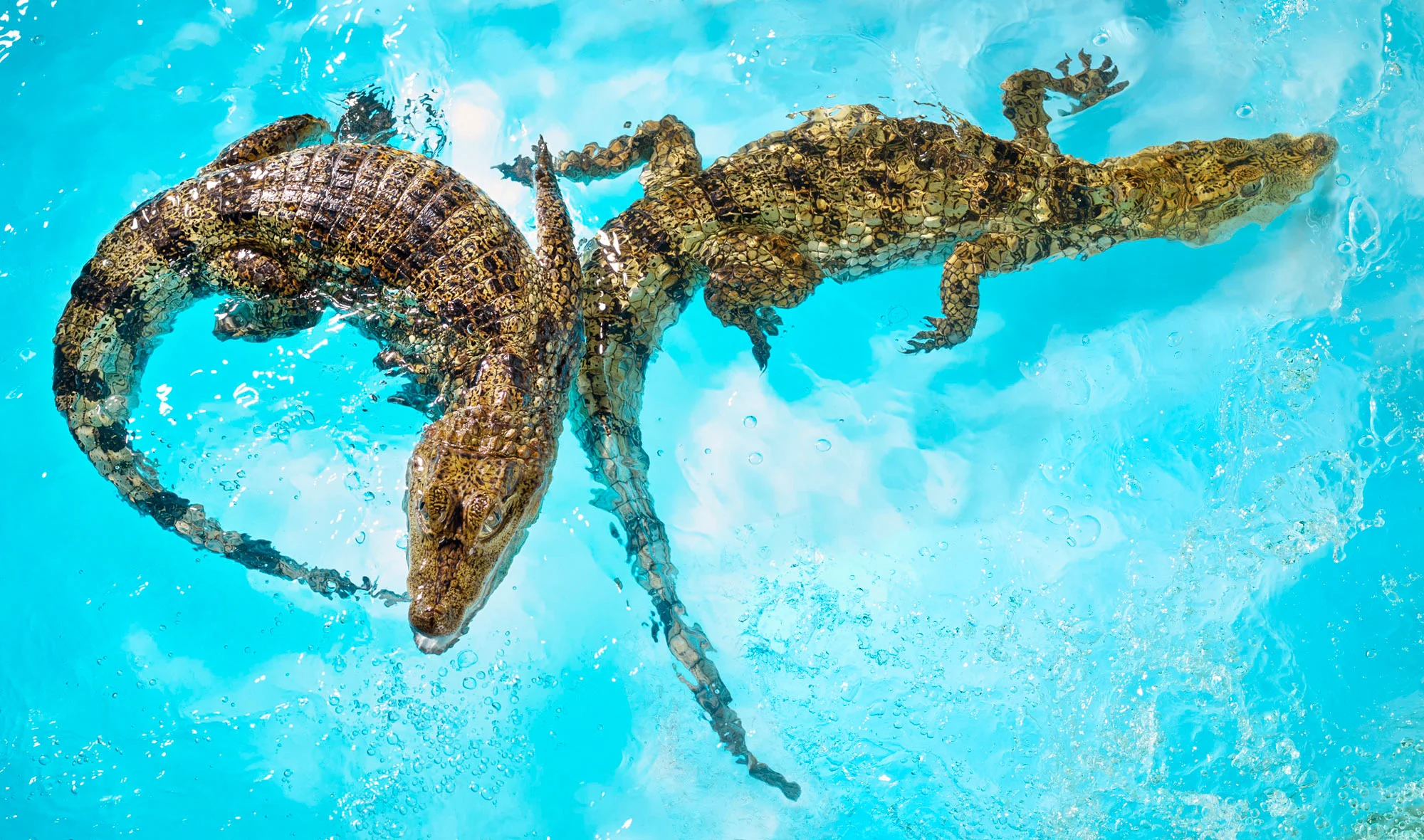 180411CAIMAN-321Flat2.jpg