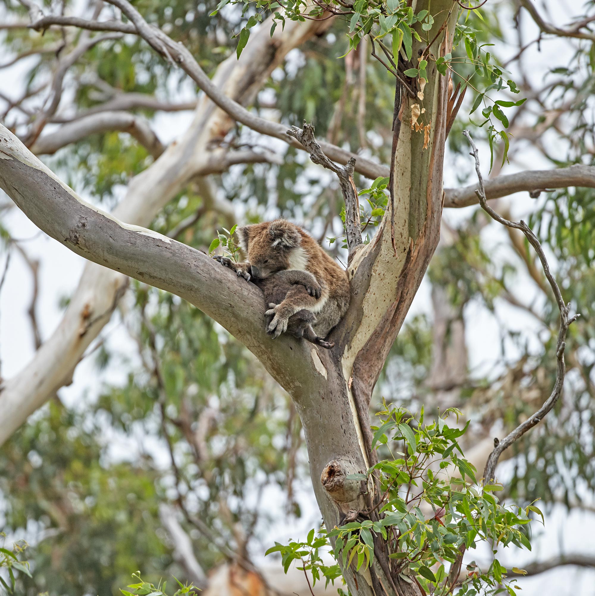 _M5T6592Koala.jpg