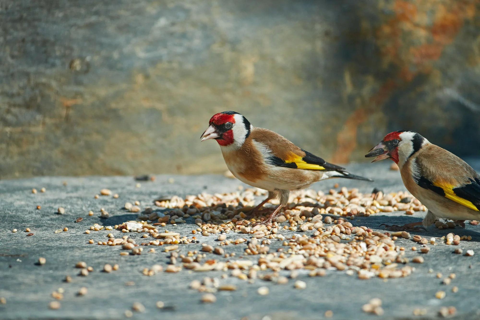 _SH_9799Goldfinch.jpg