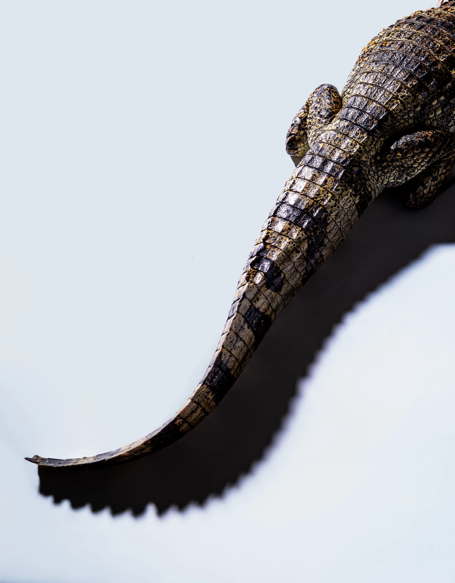 180411CAIMAN-419Flat.jpg