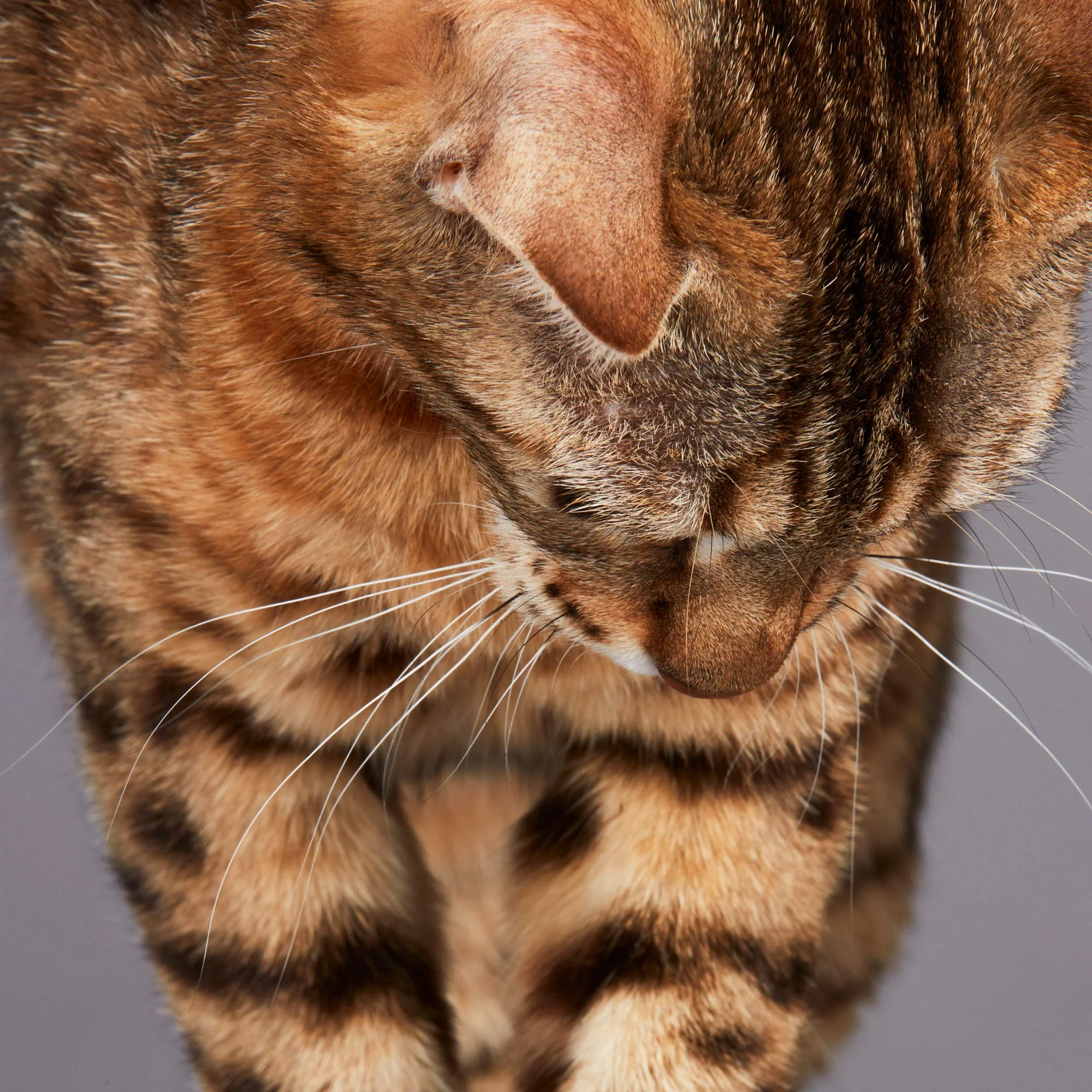 180628_Purina_Proplan_Bengal_Adult_Tweed_3980.jpg