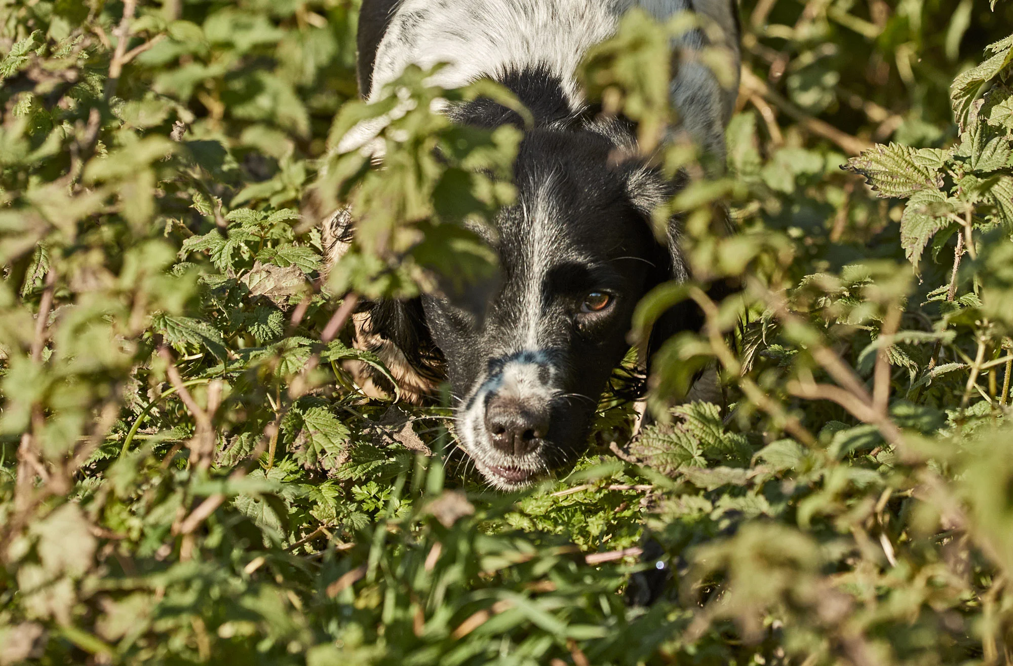 Gundogs_SH_3505.jpg