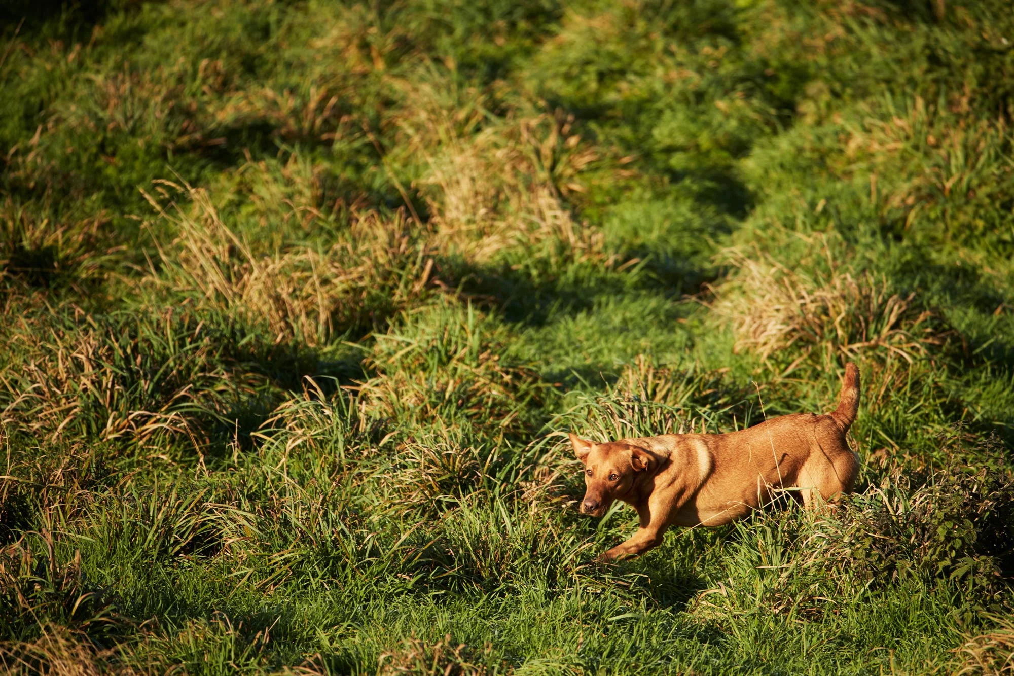Gundogs_SH_3387.jpg