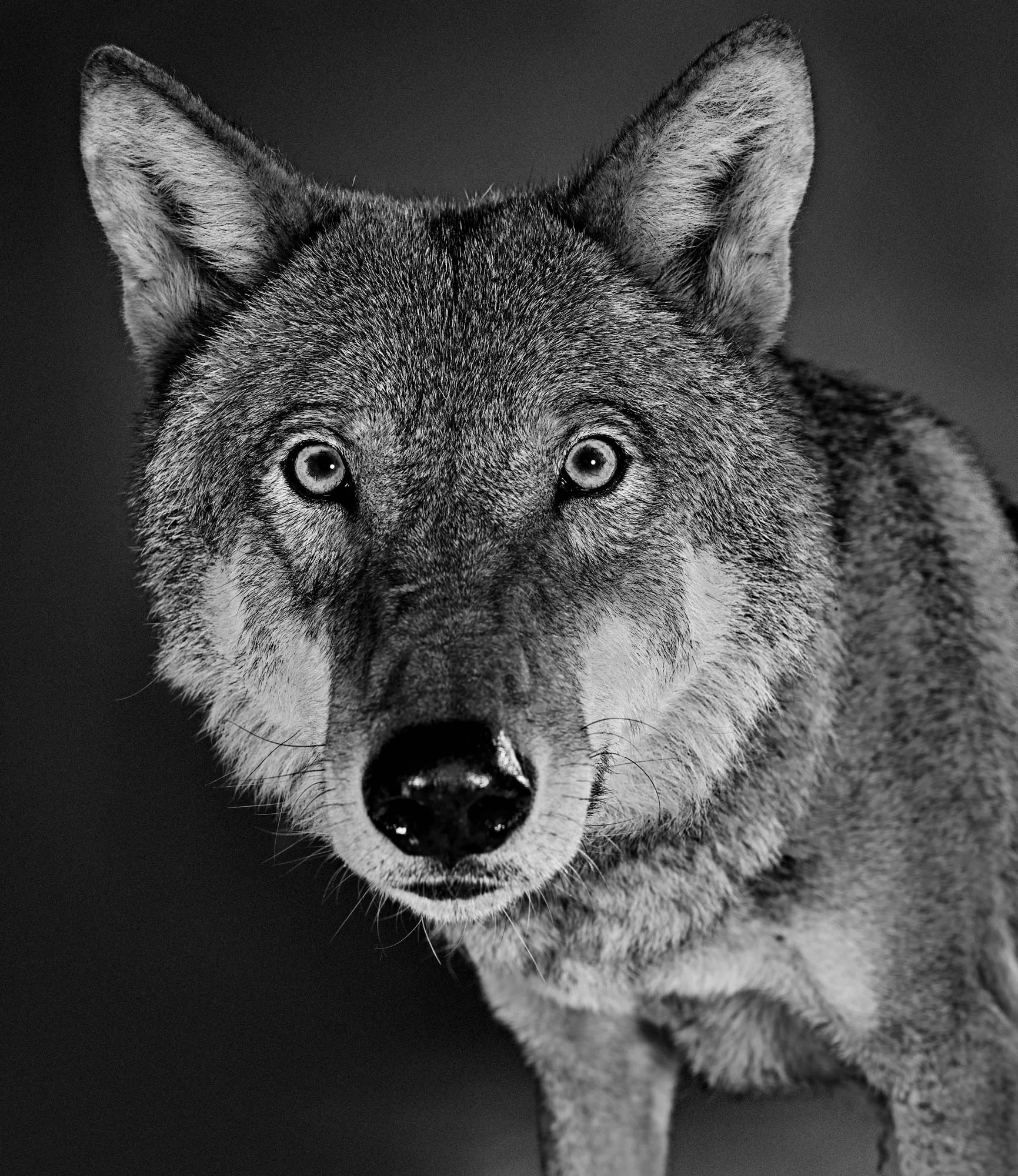 Leica_SJHL9595_B&WFlatA2Print.jpg