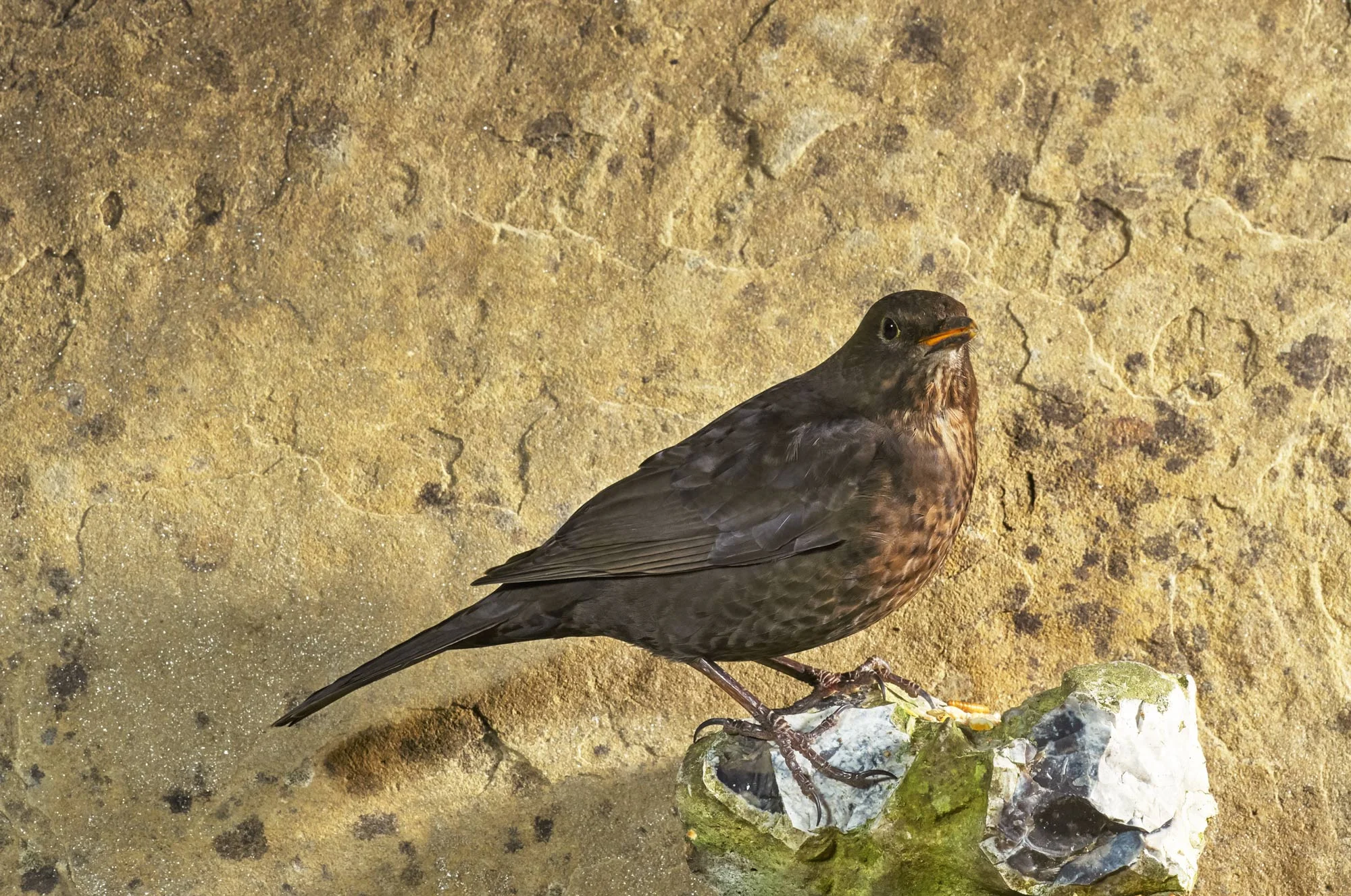 Blackbird_SJHL1527.jpg
