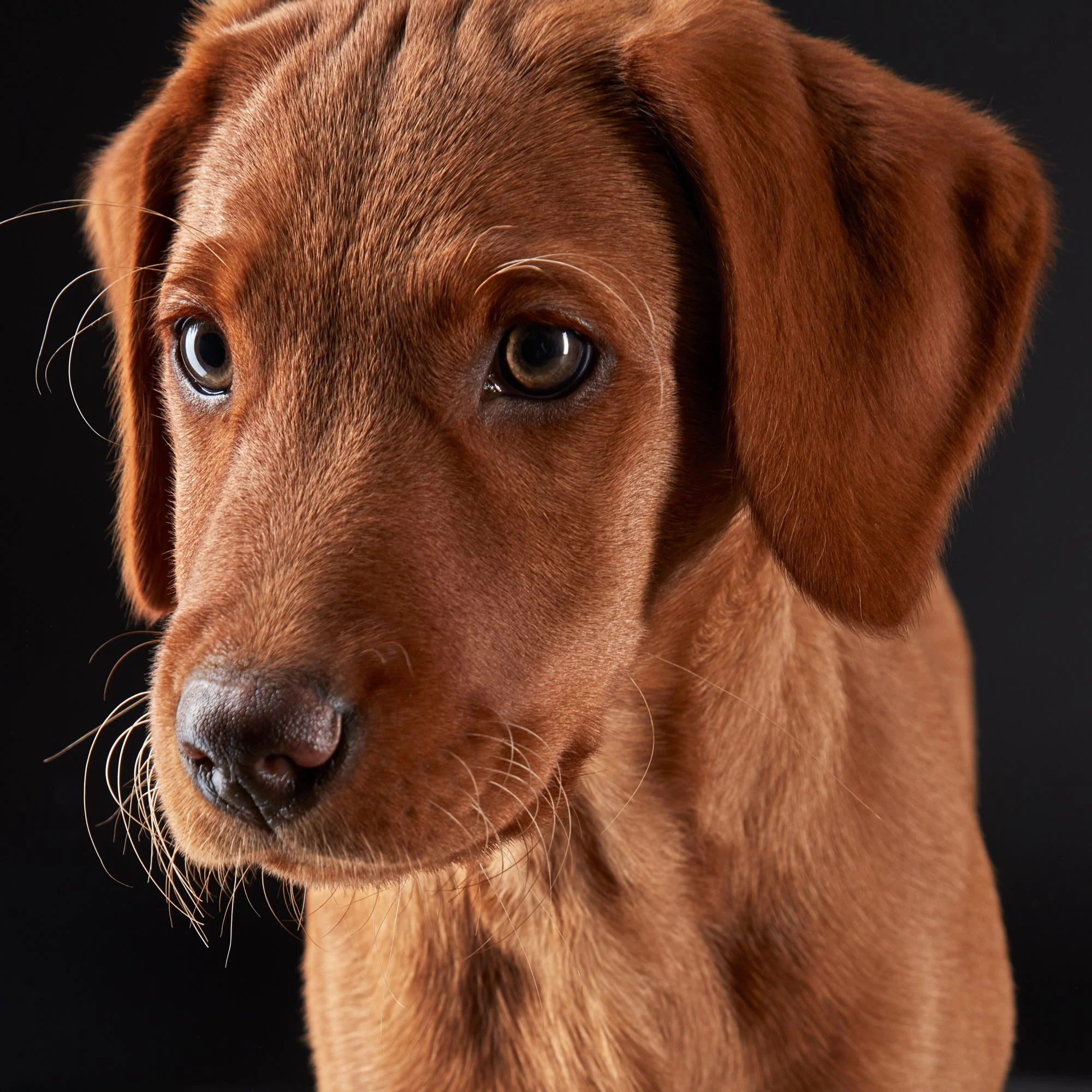 Roux_LabradorPuppy0064.jpg