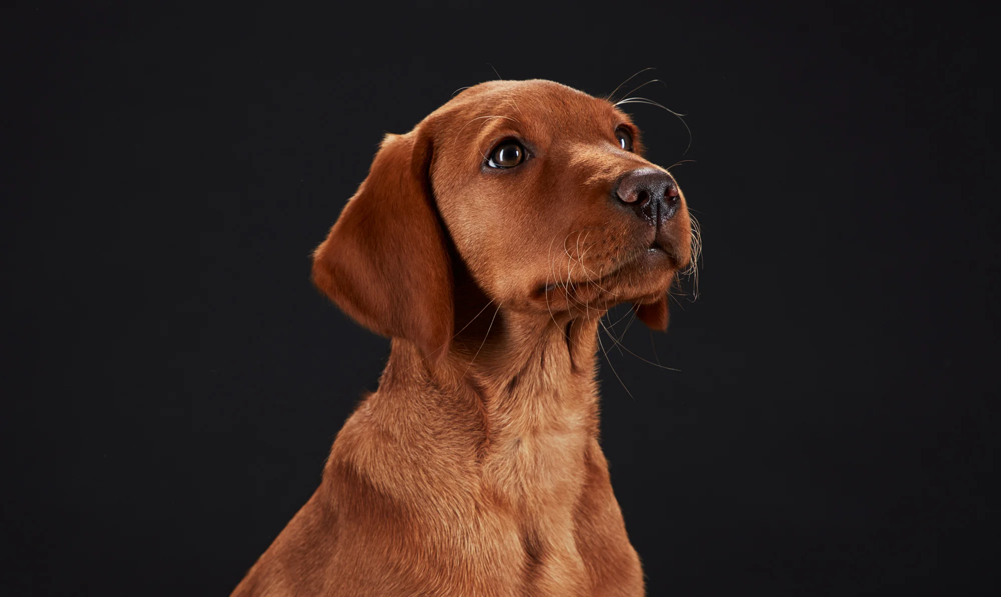 Roux_LabradorPuppy0087.jpg