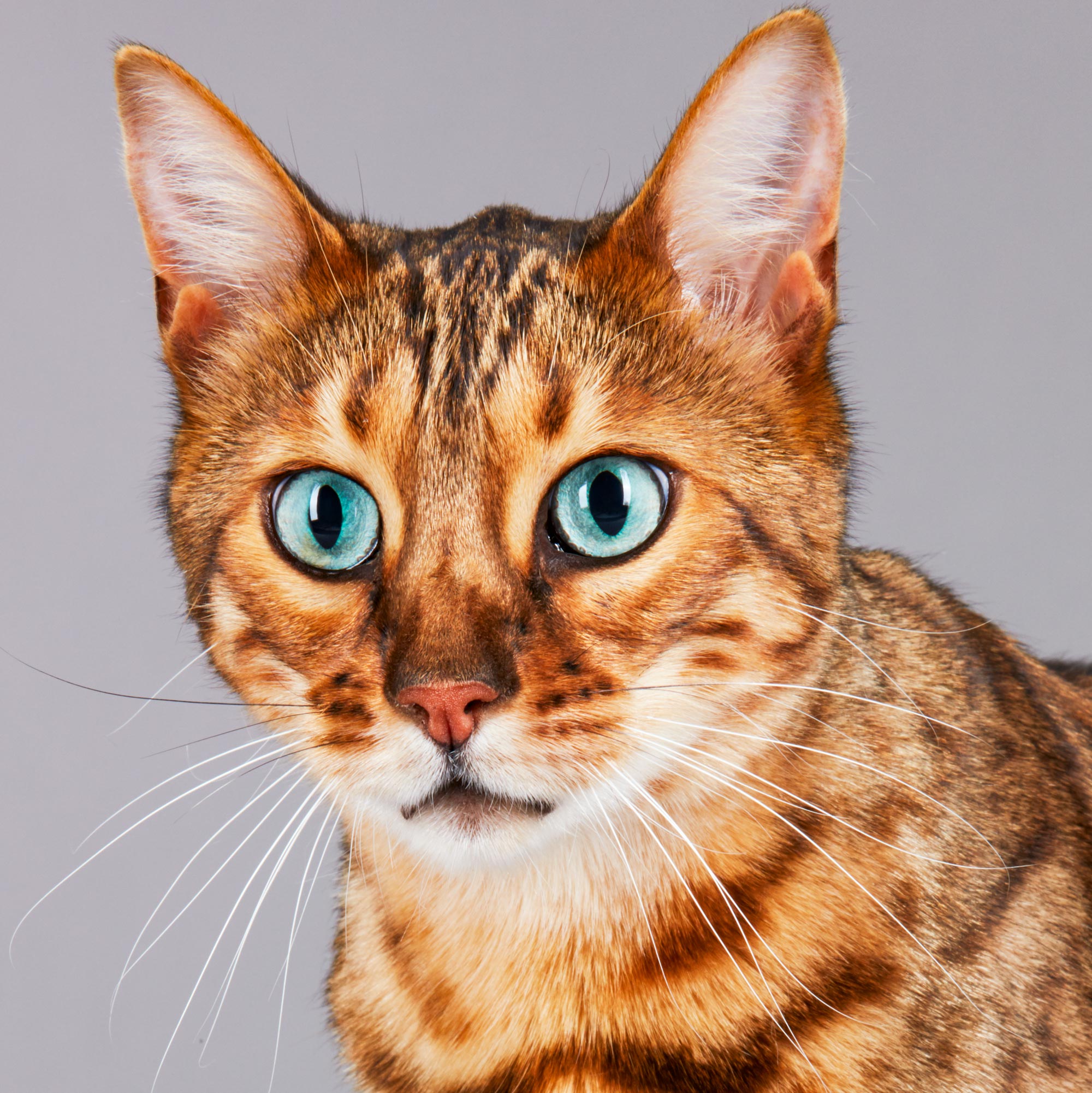 180628_Purina_Proplan_Bengal_Cinnamon_SqCrop5297.jpg