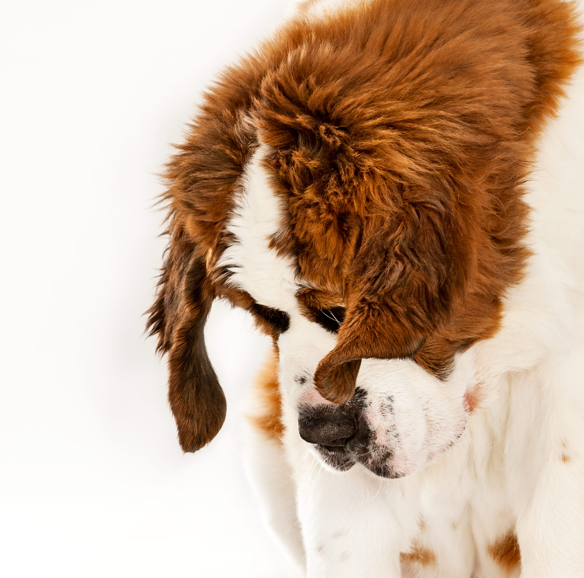 34_DOG_LOOKING_DOWN2.jpg