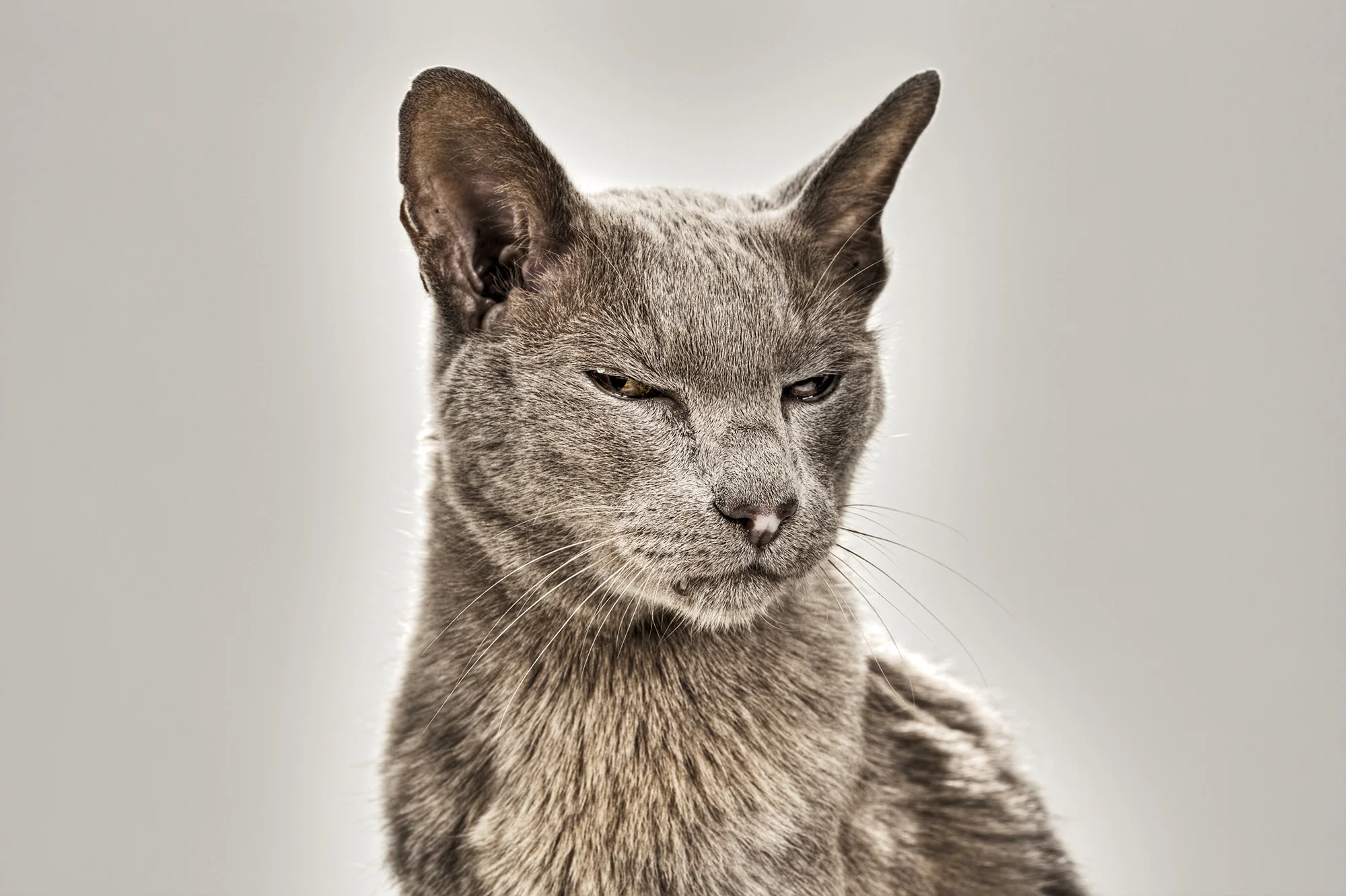 39_CHILLED_CAT.jpg