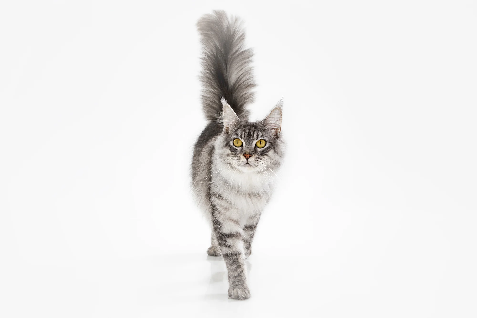 40_CAT_STAND_UP.jpg