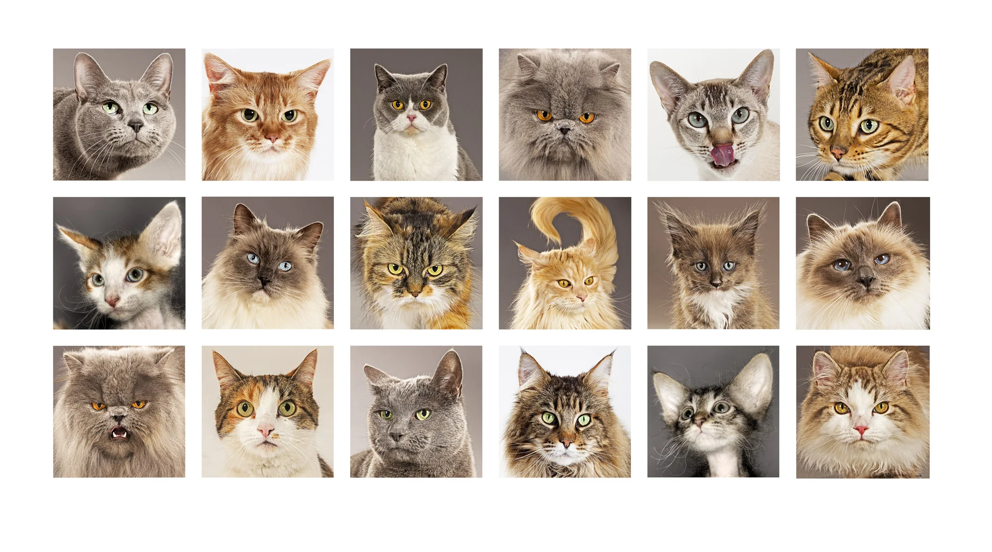 CAT_HEADS_finalcomp_flat.jpg