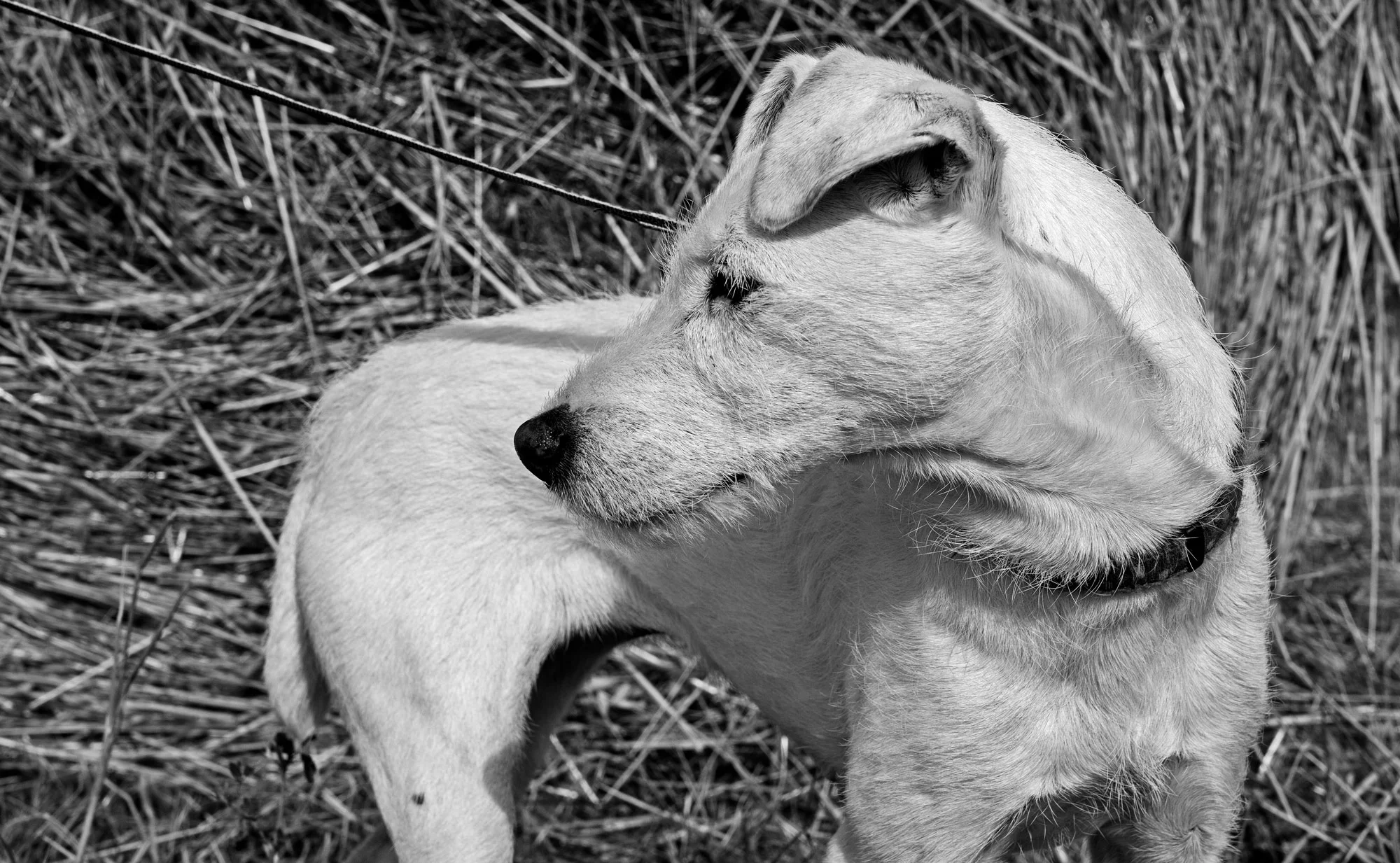 BrigetteLSJH1865Crop.jpg