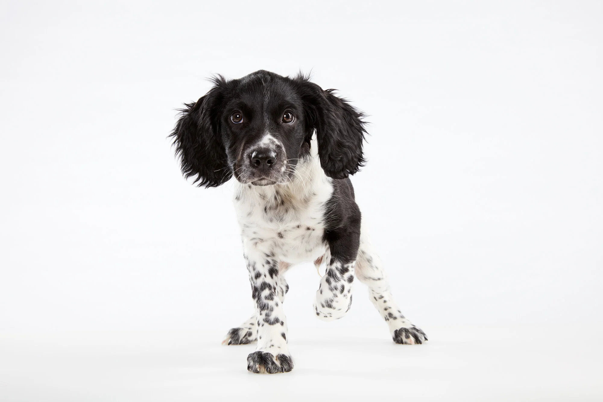 Springer_Puppy0250.jpg