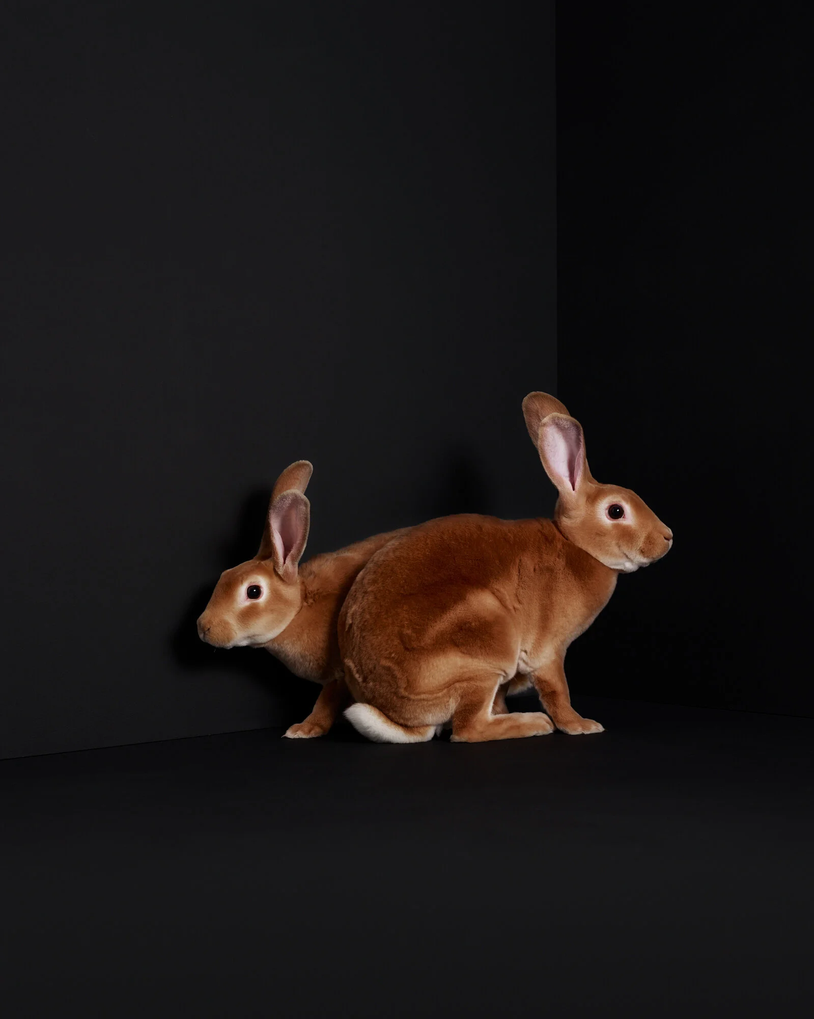 2RABBITS4416_REDO.jpg