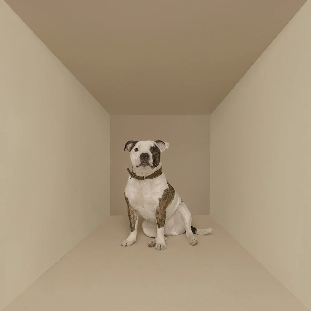 01-ANIMALPHOTO-DOG-IN-BOX-STAFFIE.jpg