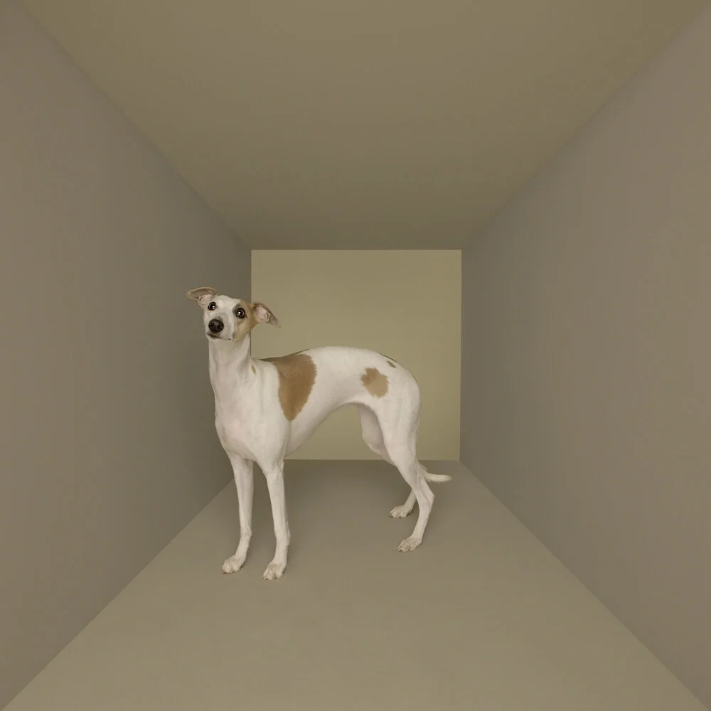03-ANIMALPHOTO-DOG-IN-BOX-WHIPPET.jpg