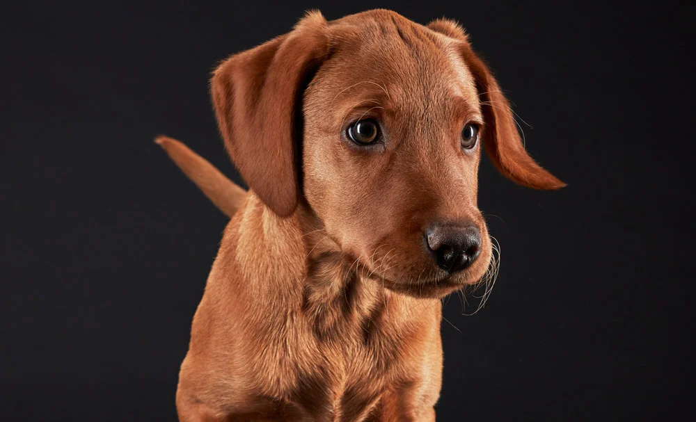 Roux_LabradorPuppy0028Crop.jpg
