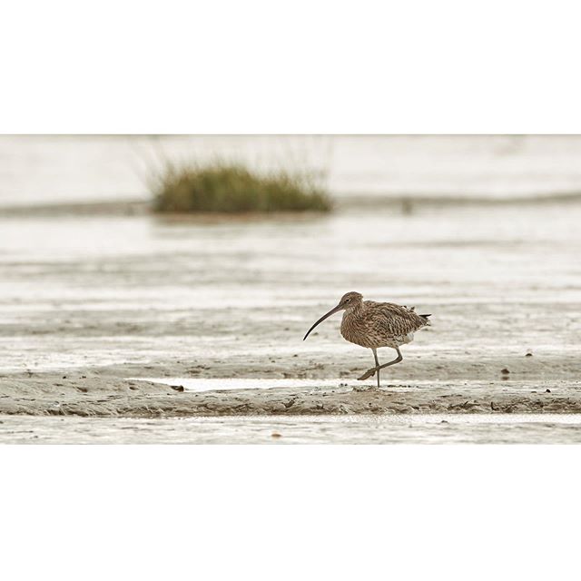 Curlew, Charron #birds #birdsofinstagram #bird #birdwatching #wild #wildlife #wildlifeofinstagram #wildlifephotography #wildlifephotographer #animals #animalphotography #animalphotographer #france #charron #canonphotography #canonwildlifephotography